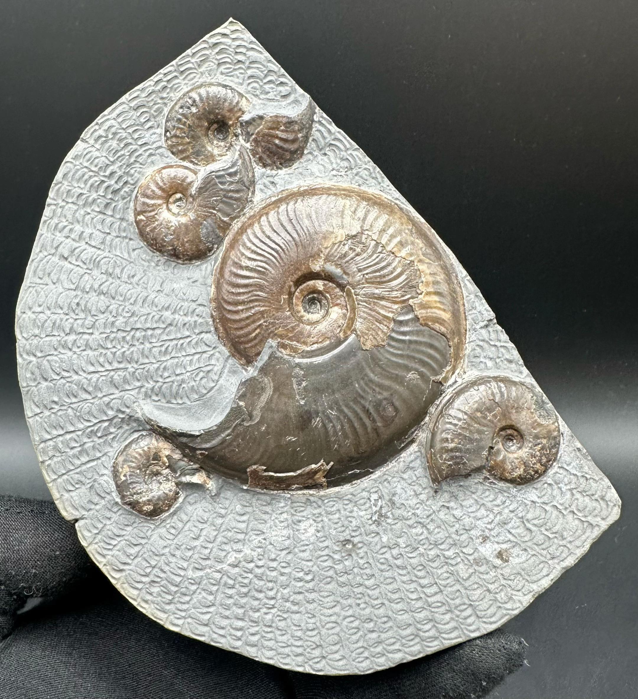 @yorkshire.fossils