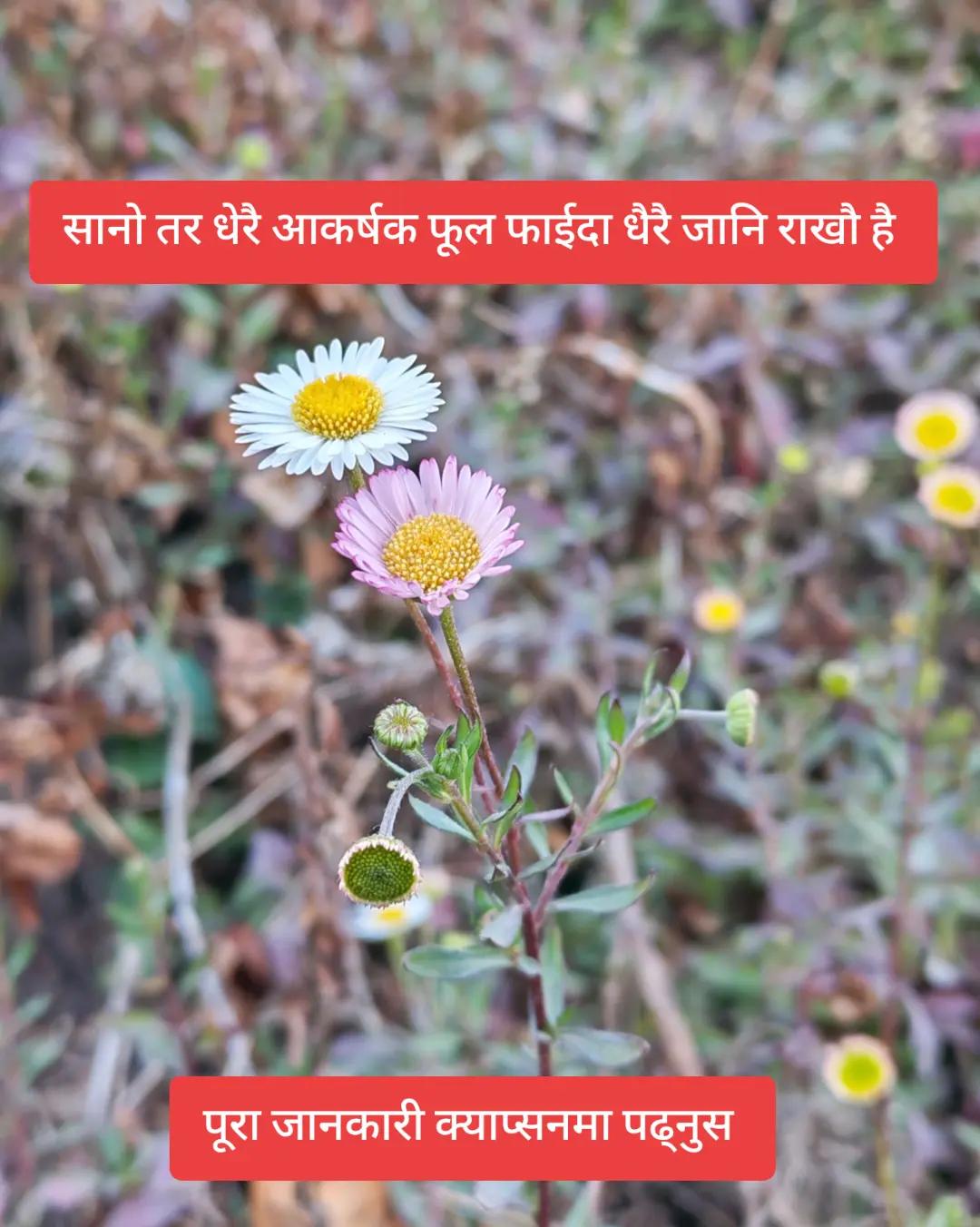 @🌿 बहकिने मन 🌿