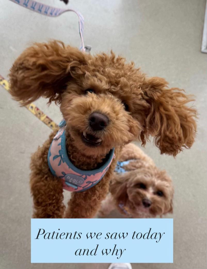 @James Street Vet