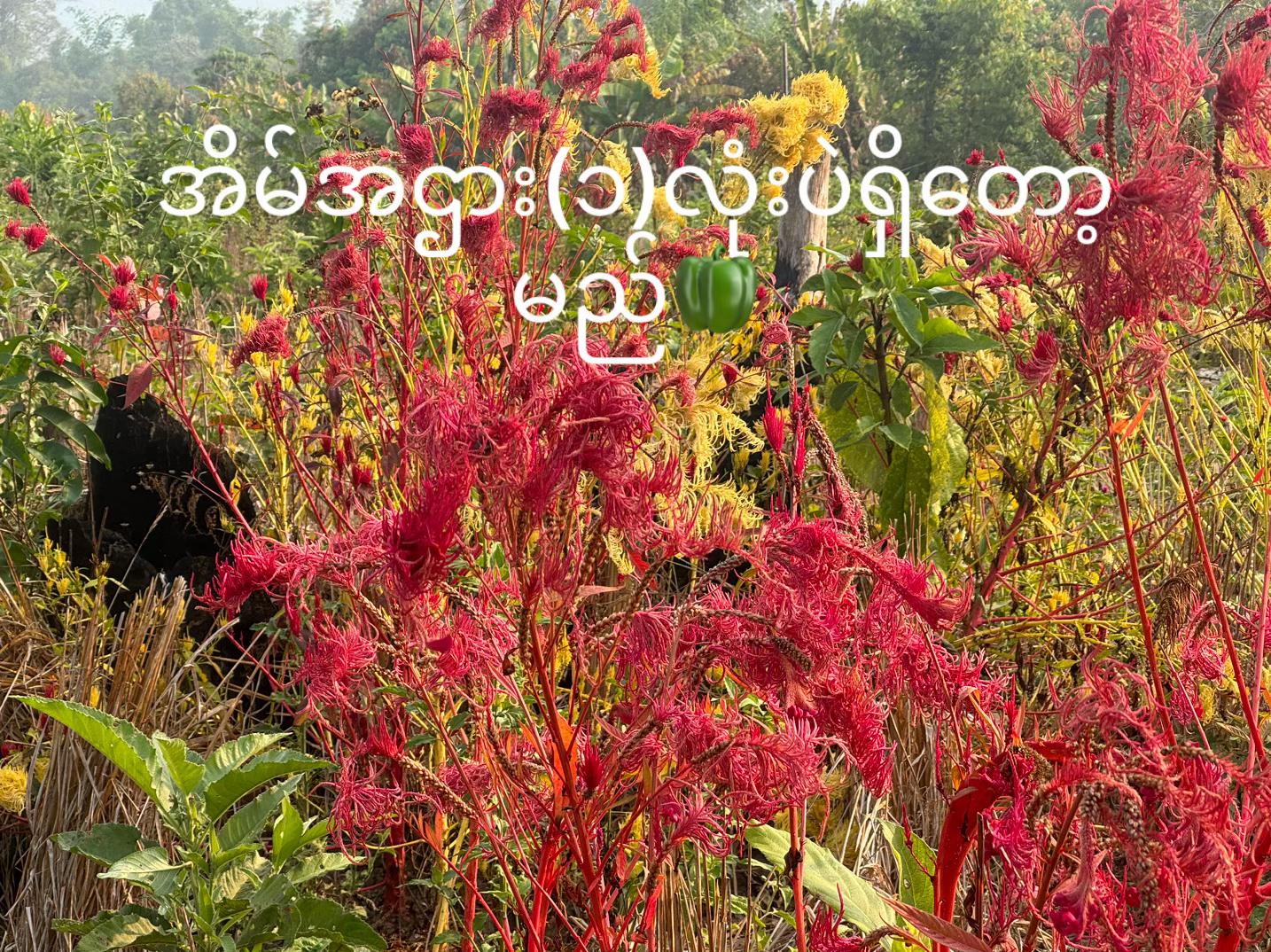 @Shwe Htet 