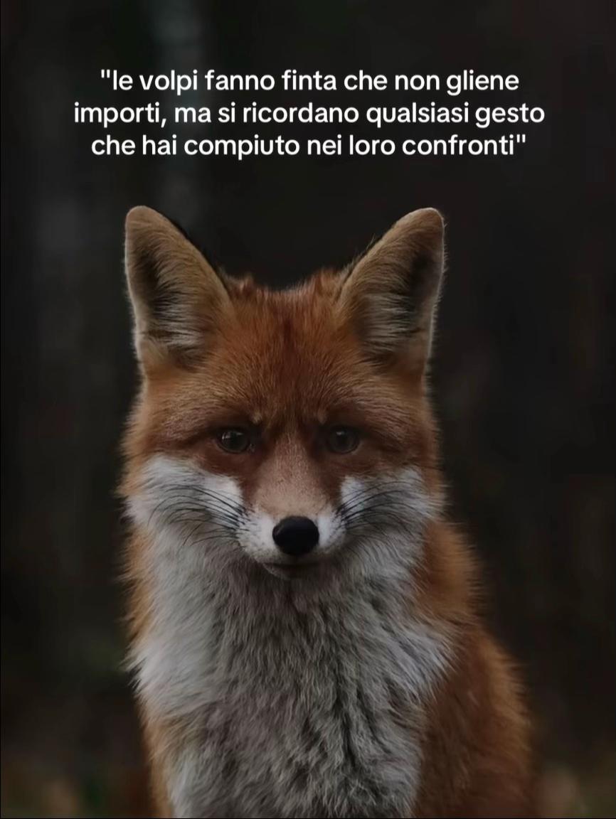 @bargiottiii