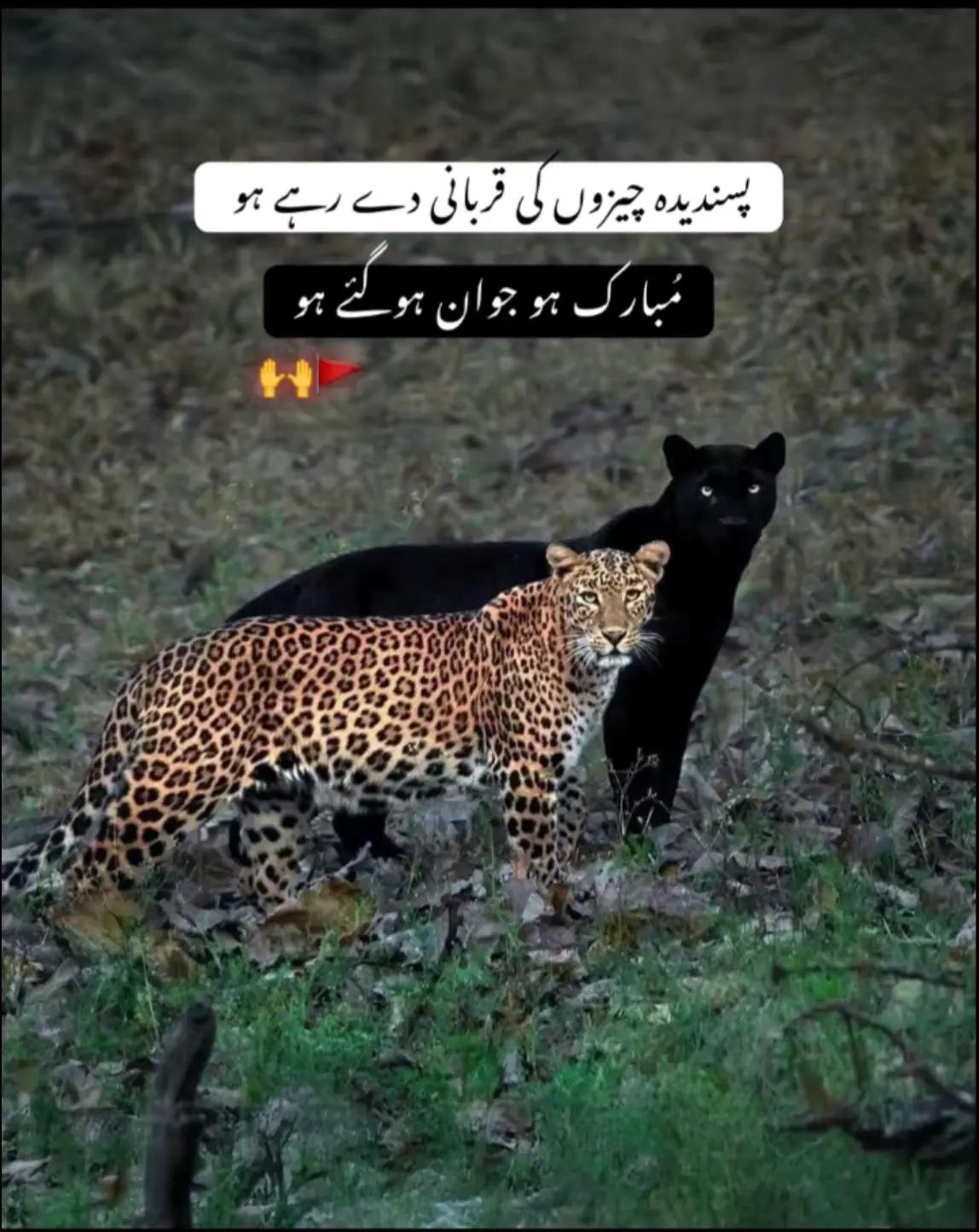 @✌MUSAB😎🇵🇰