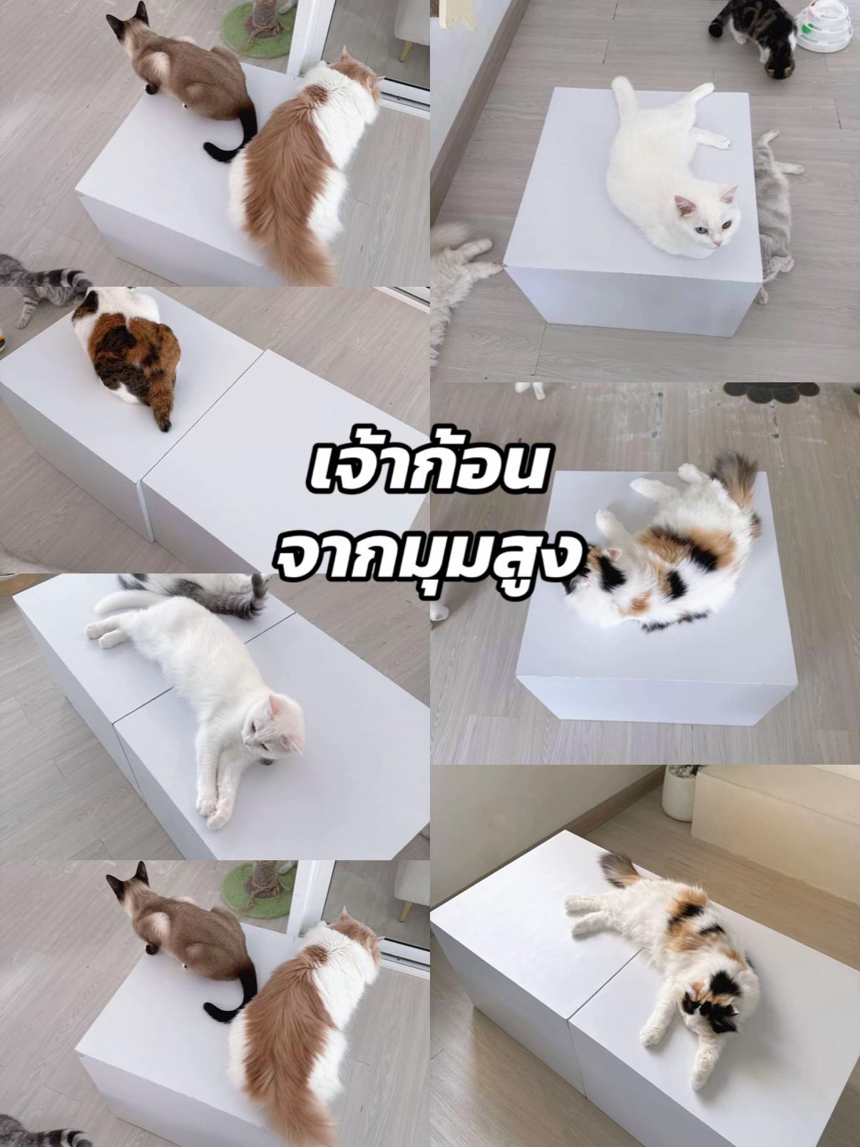 @คาเฟ่แมวโมริ Mori cat cafe'