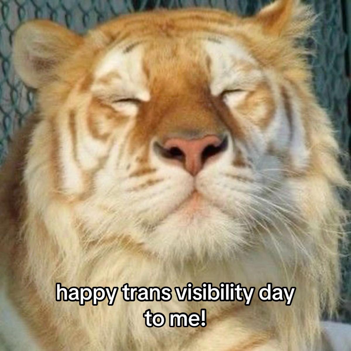 @🐅 𝚐𝚛𝚊𝚢 🐅