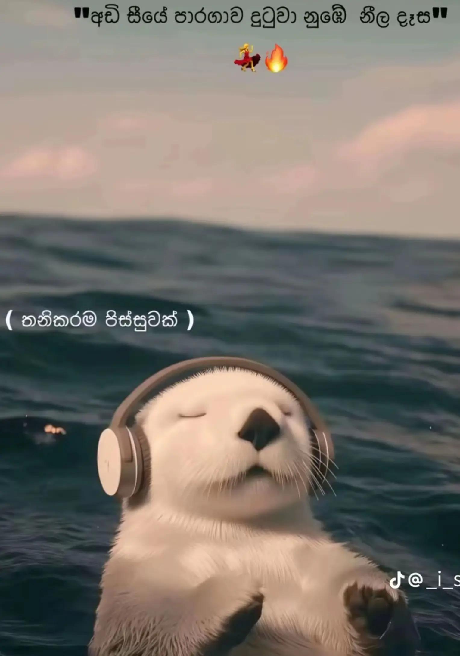 @Senu Rajapaksha