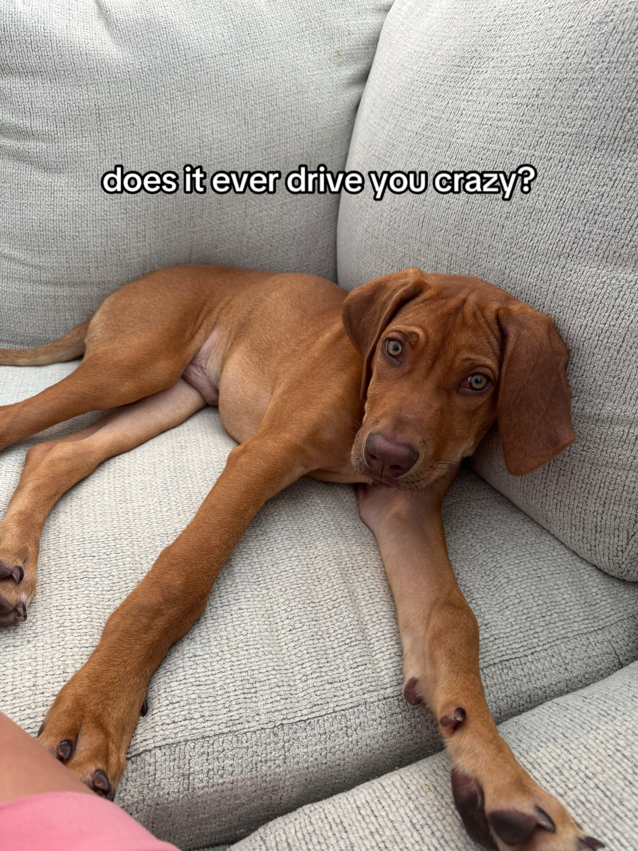 @Blue the Ridgeback