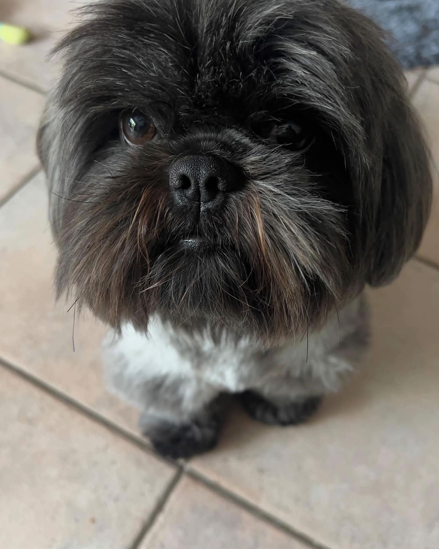 @SOCRATE 🐶🇮🇹🇮🇹