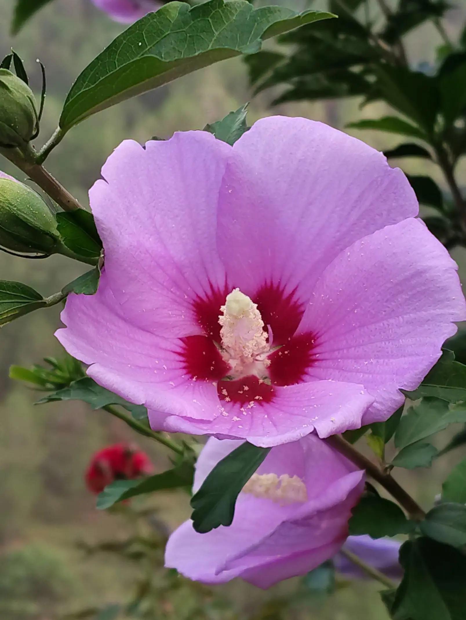 @🥀🥀রাইসা জাহান 🥀🥀