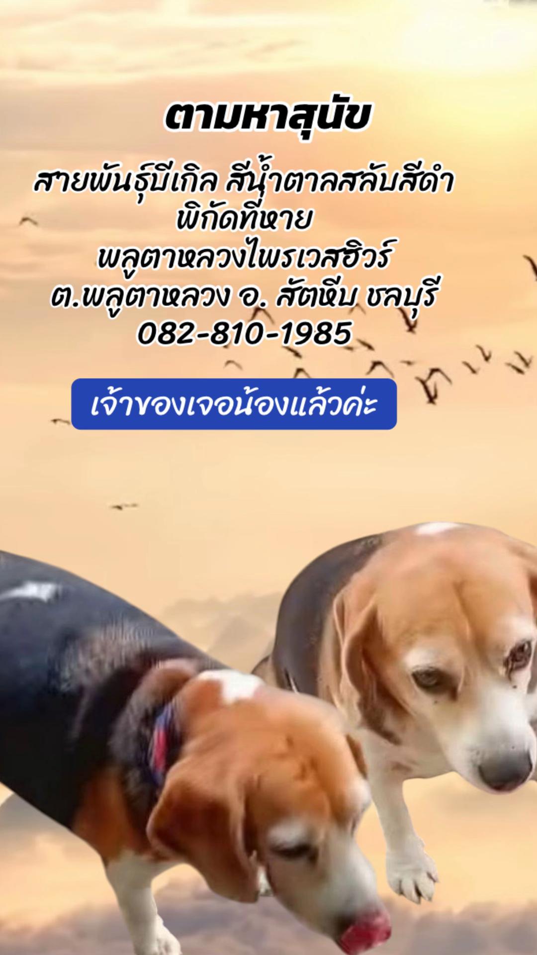 @Saowanee Sriya