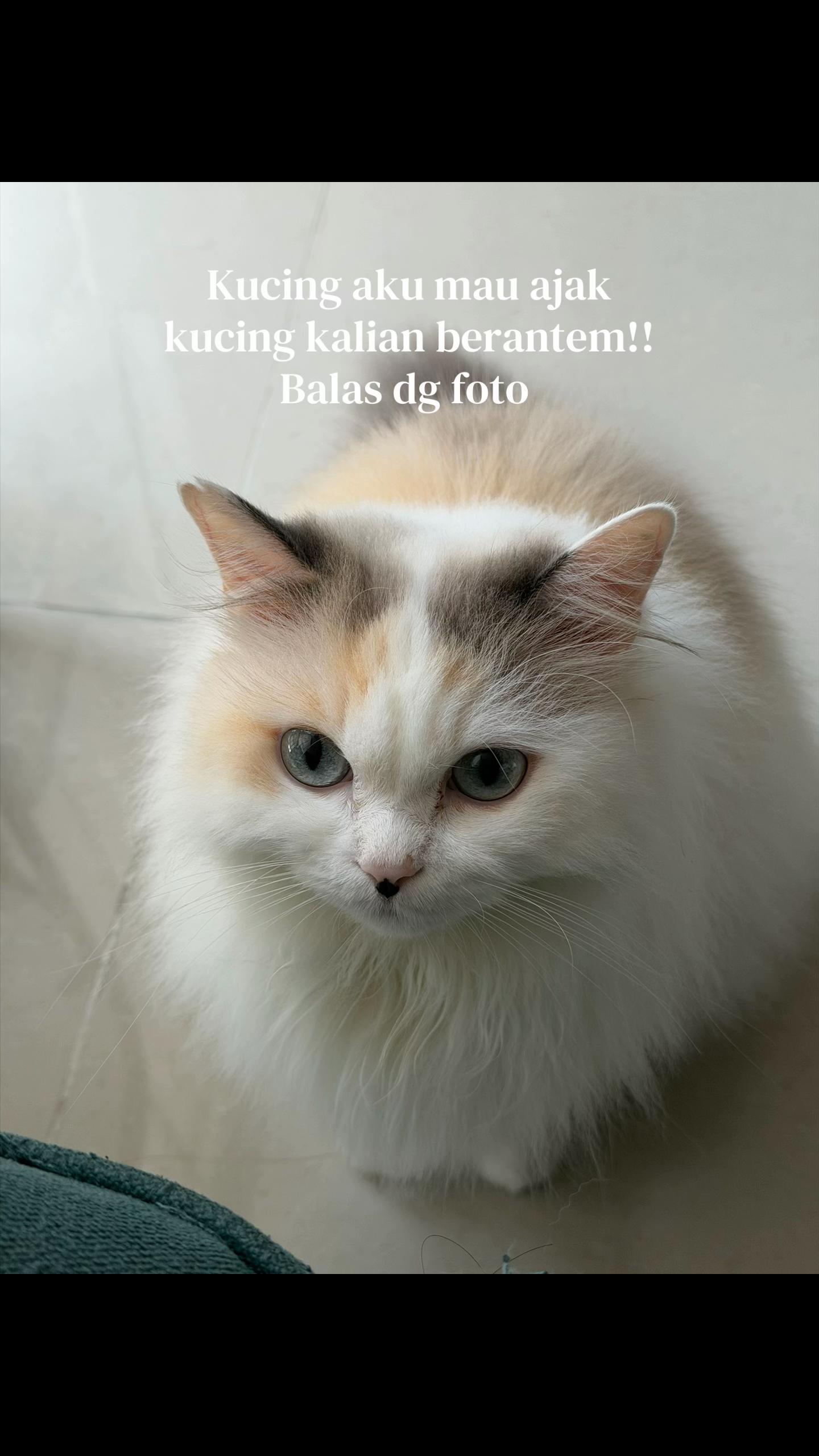 @Kiwidc