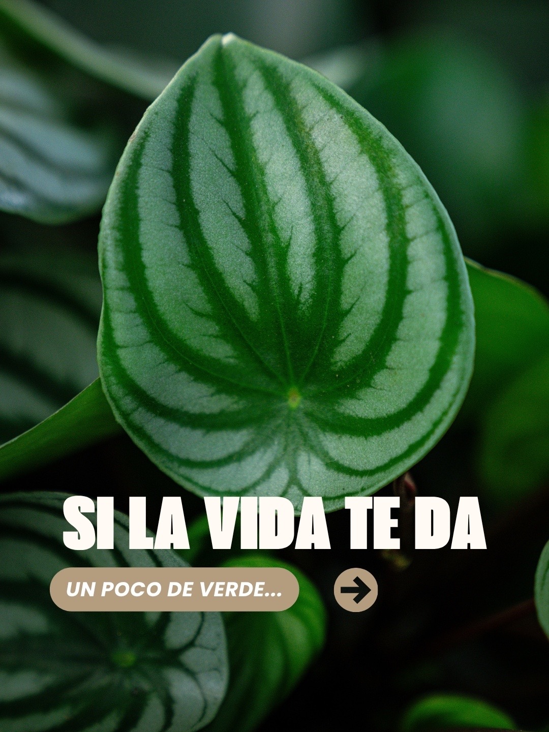 @Macetare Garden Shop Ecuador