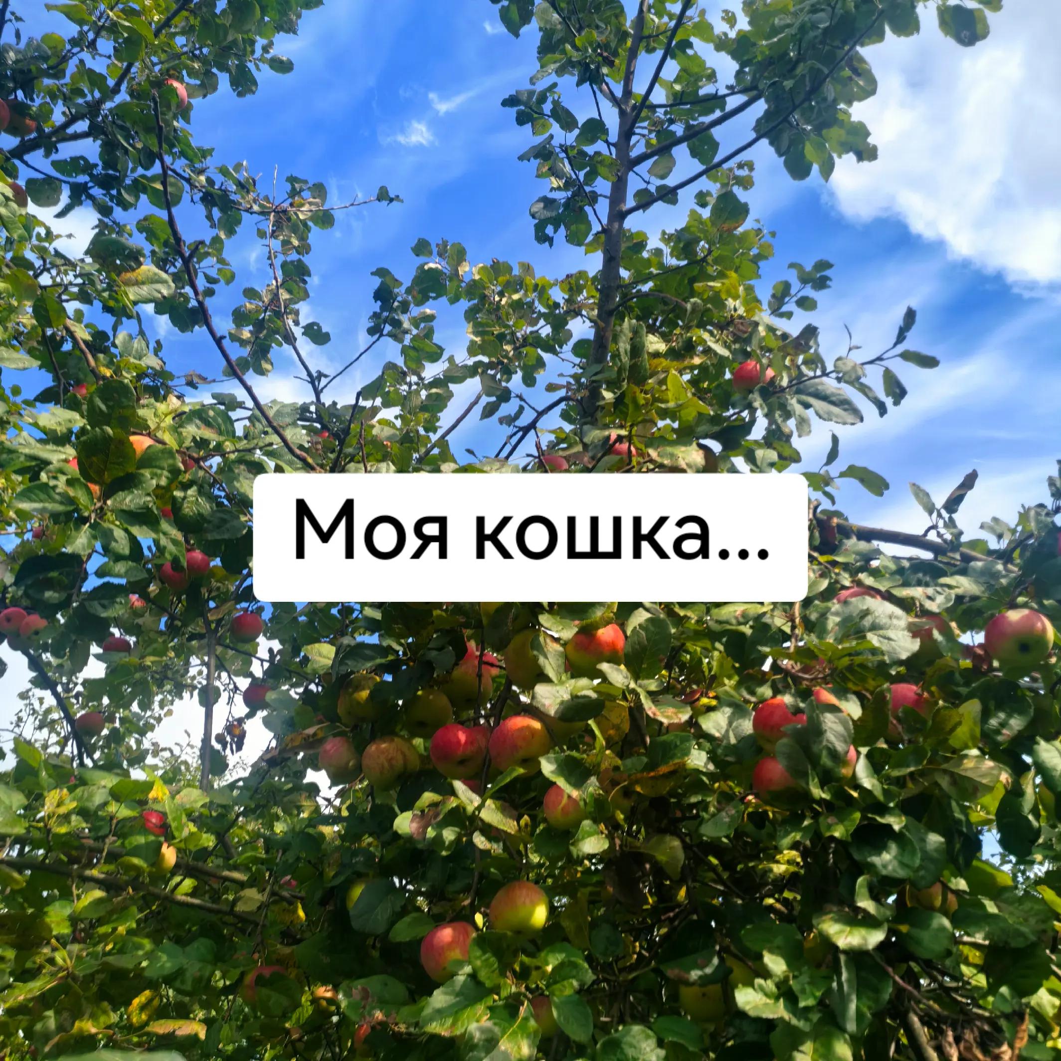 @๐๐ผ๐๐๐ธ