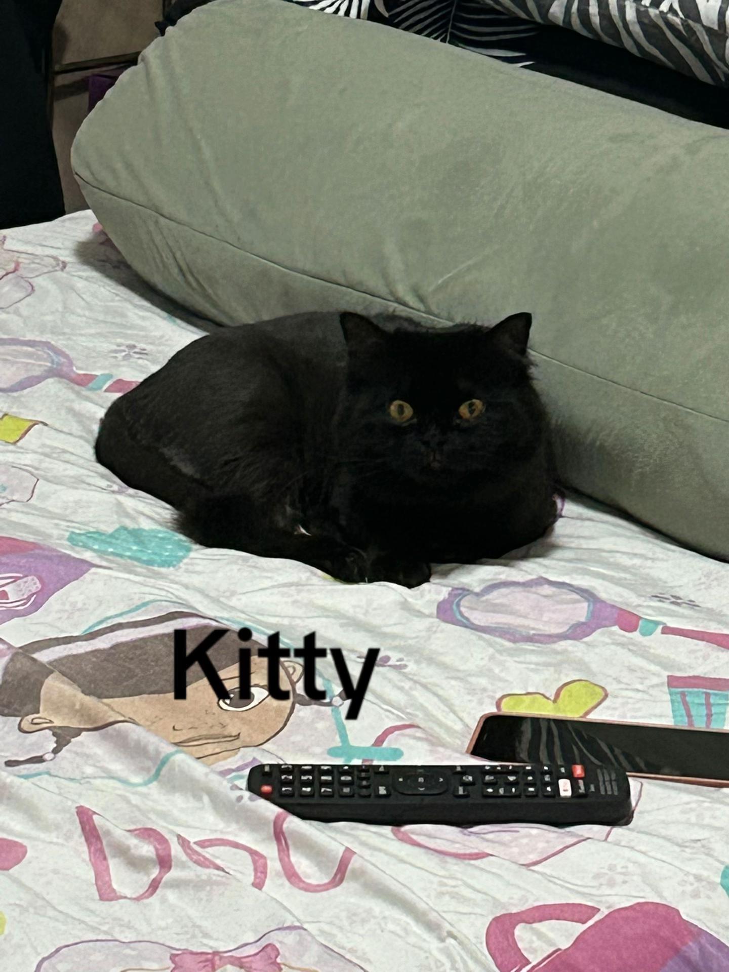 @˚ ༘♡ ·˚꒰ 🌟🐈⬛🍎🐰꒱ ₊*”