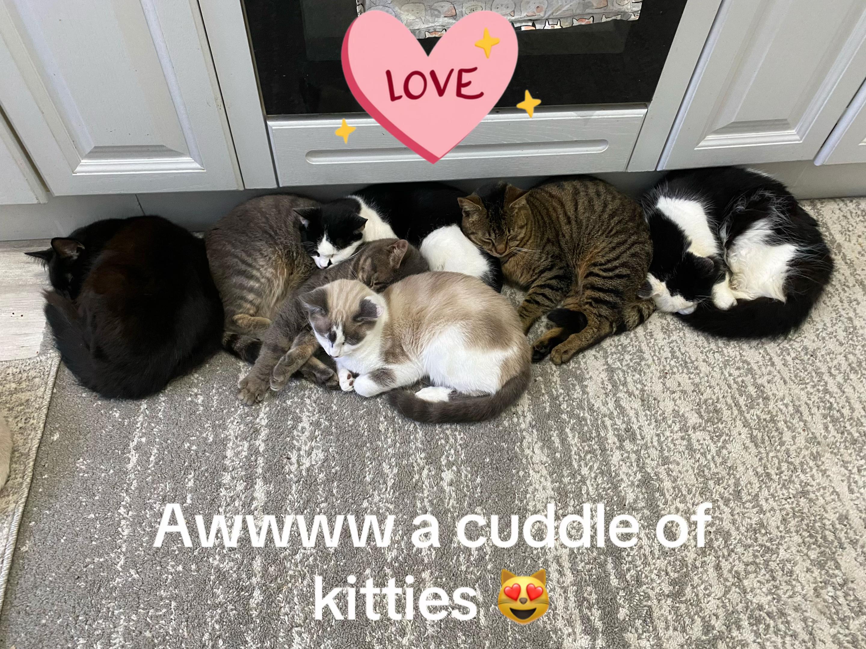 @catlady19570