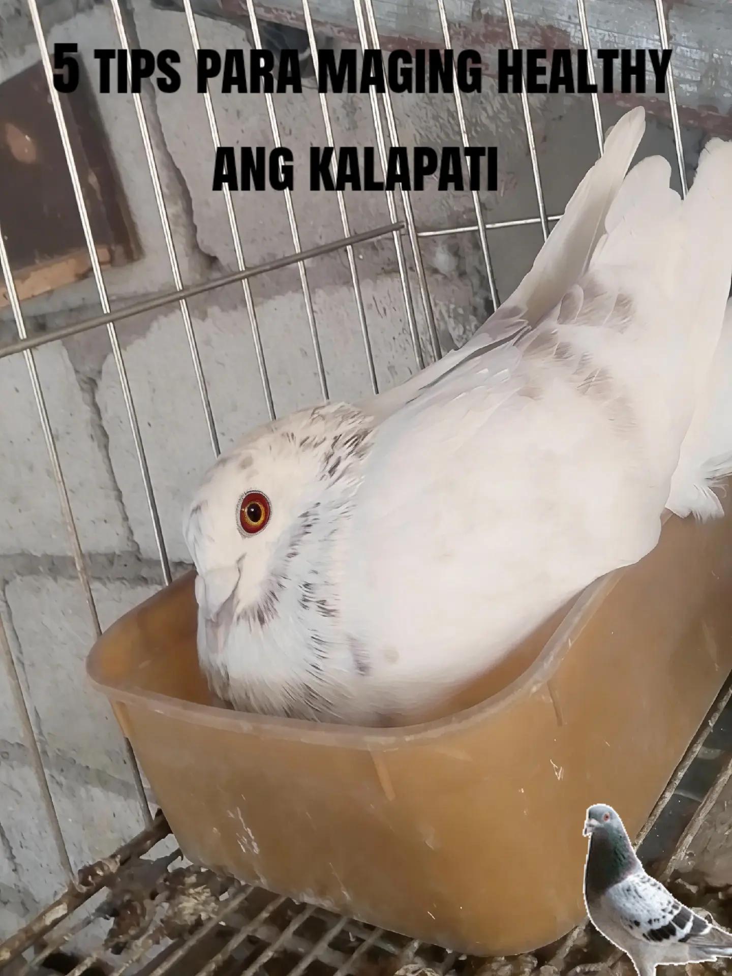 @Toliks