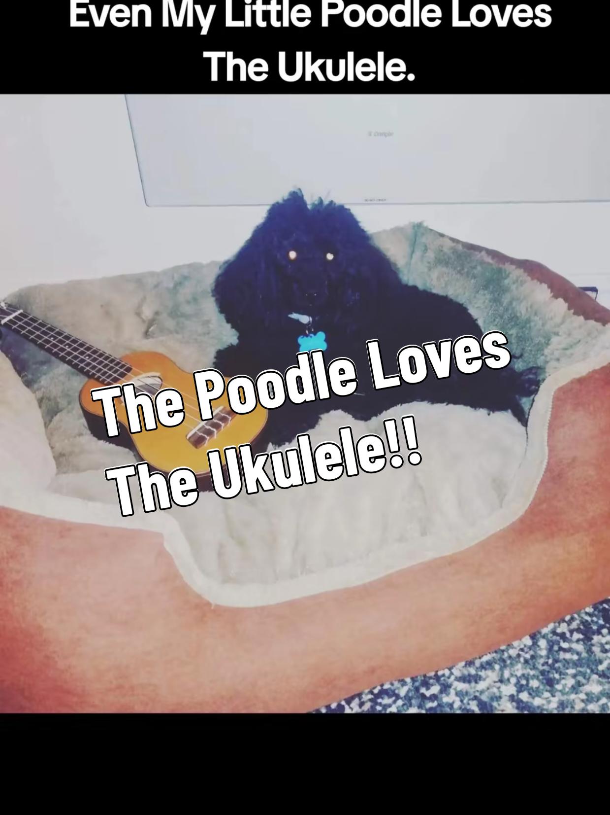 @Ukulele King