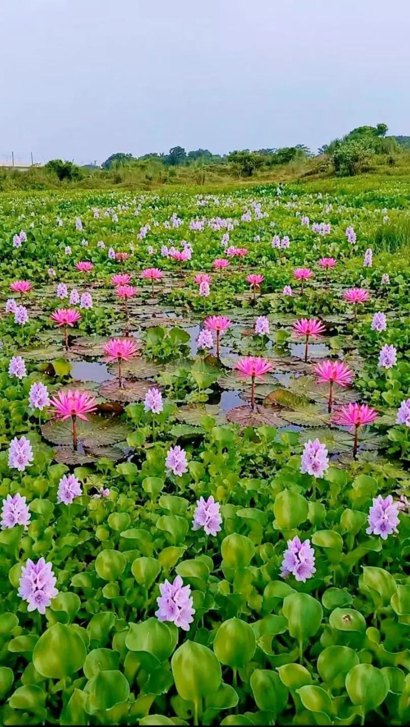 @tufazzalislam651