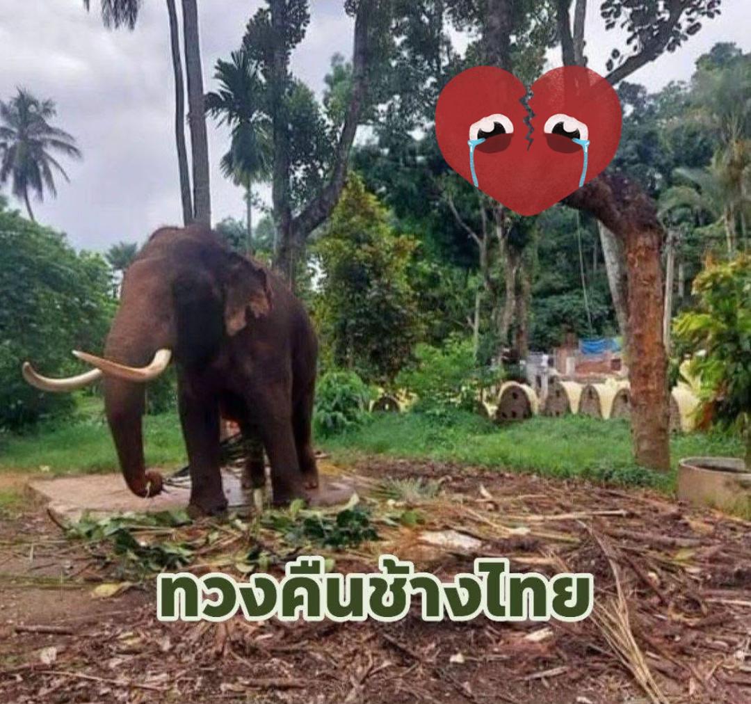 @Animal lover🫶💕