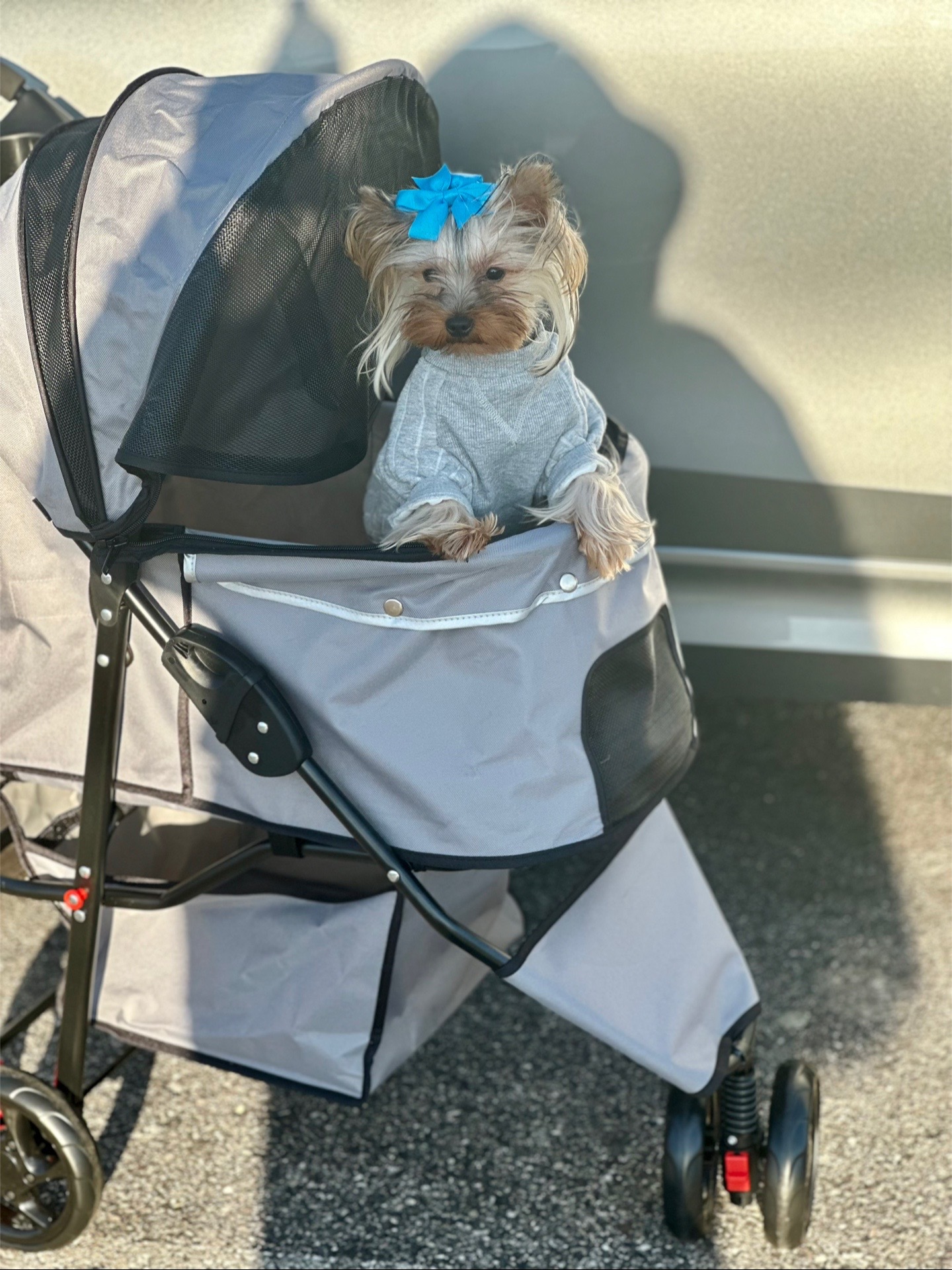 @RedBeautyYorkies🐾