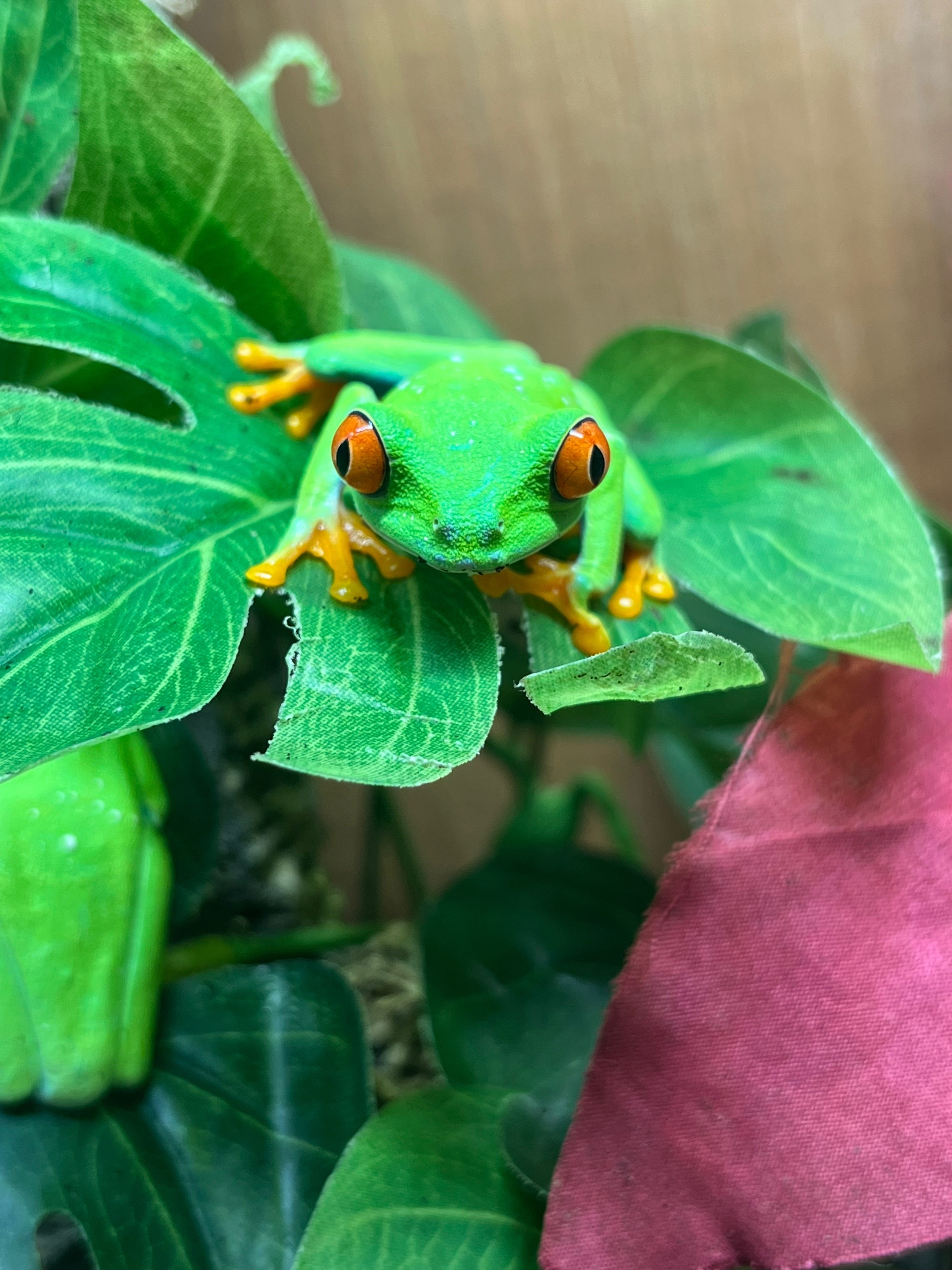 @Dobs Pets and Exotics