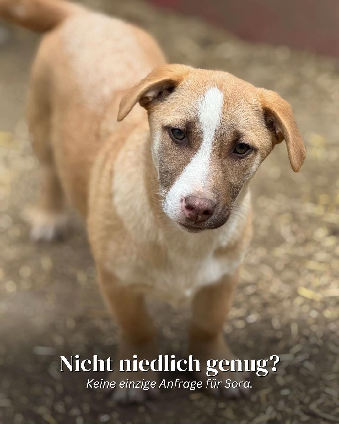 @SpecialDogs e.V.