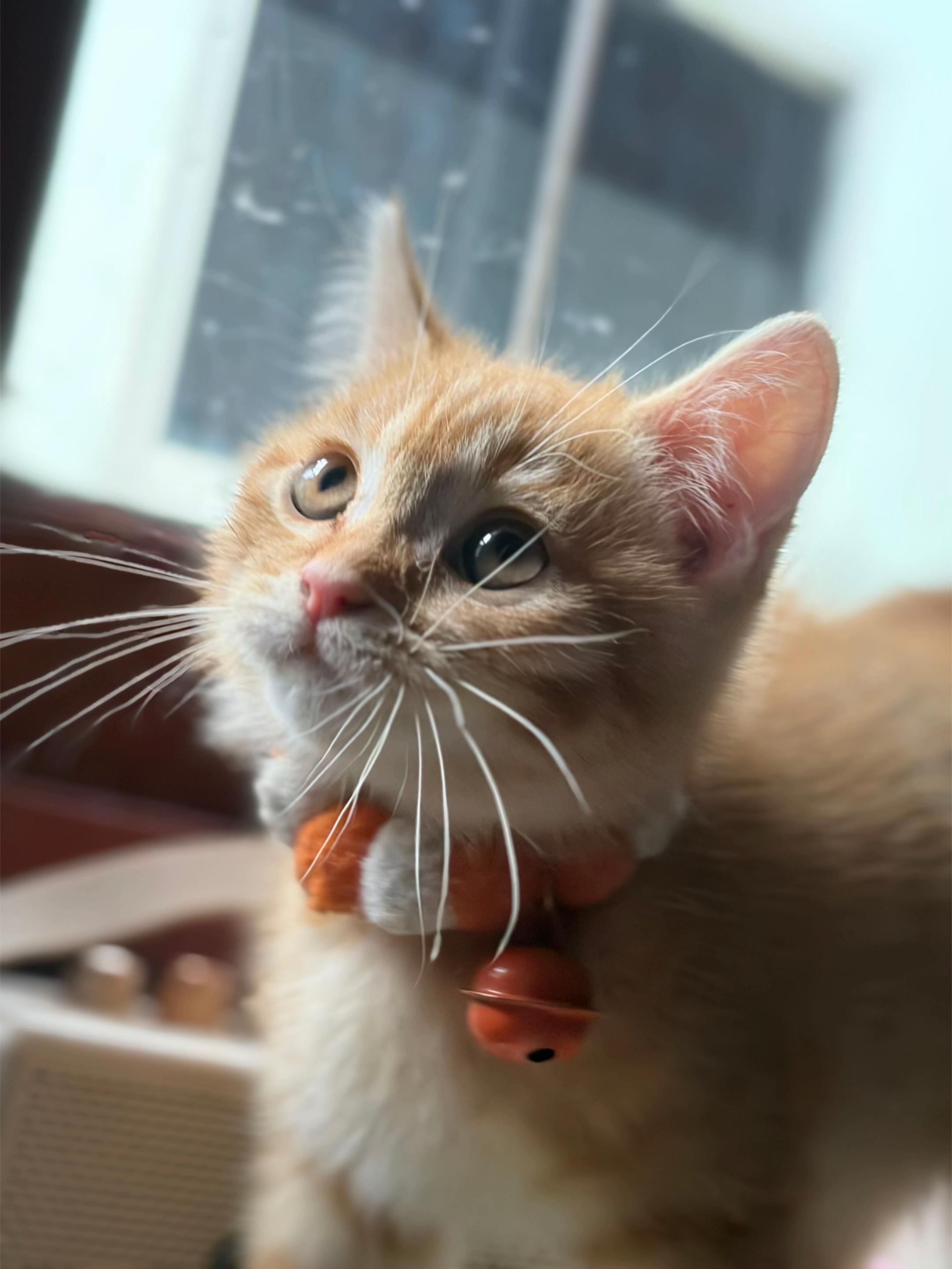 @💕วงจรแมวเหมียว😸😸