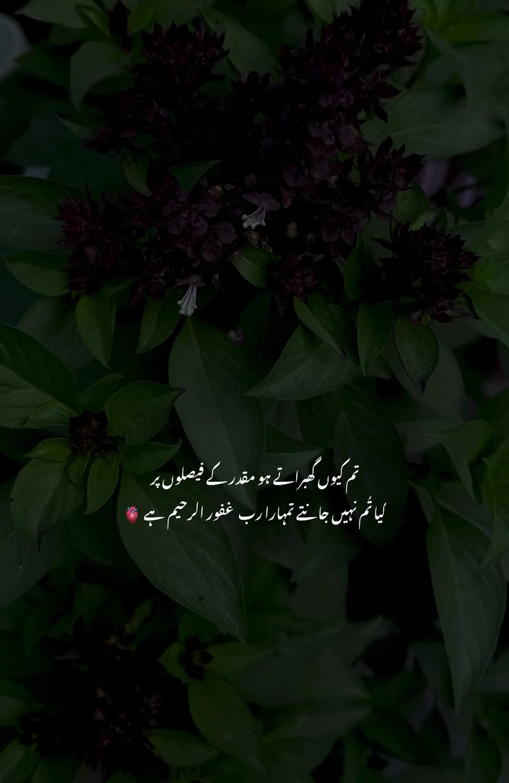 @𝑯𝒂ل𝒂𝒍_𝑫𝒖ڈ𝒆🕋🫠🌸