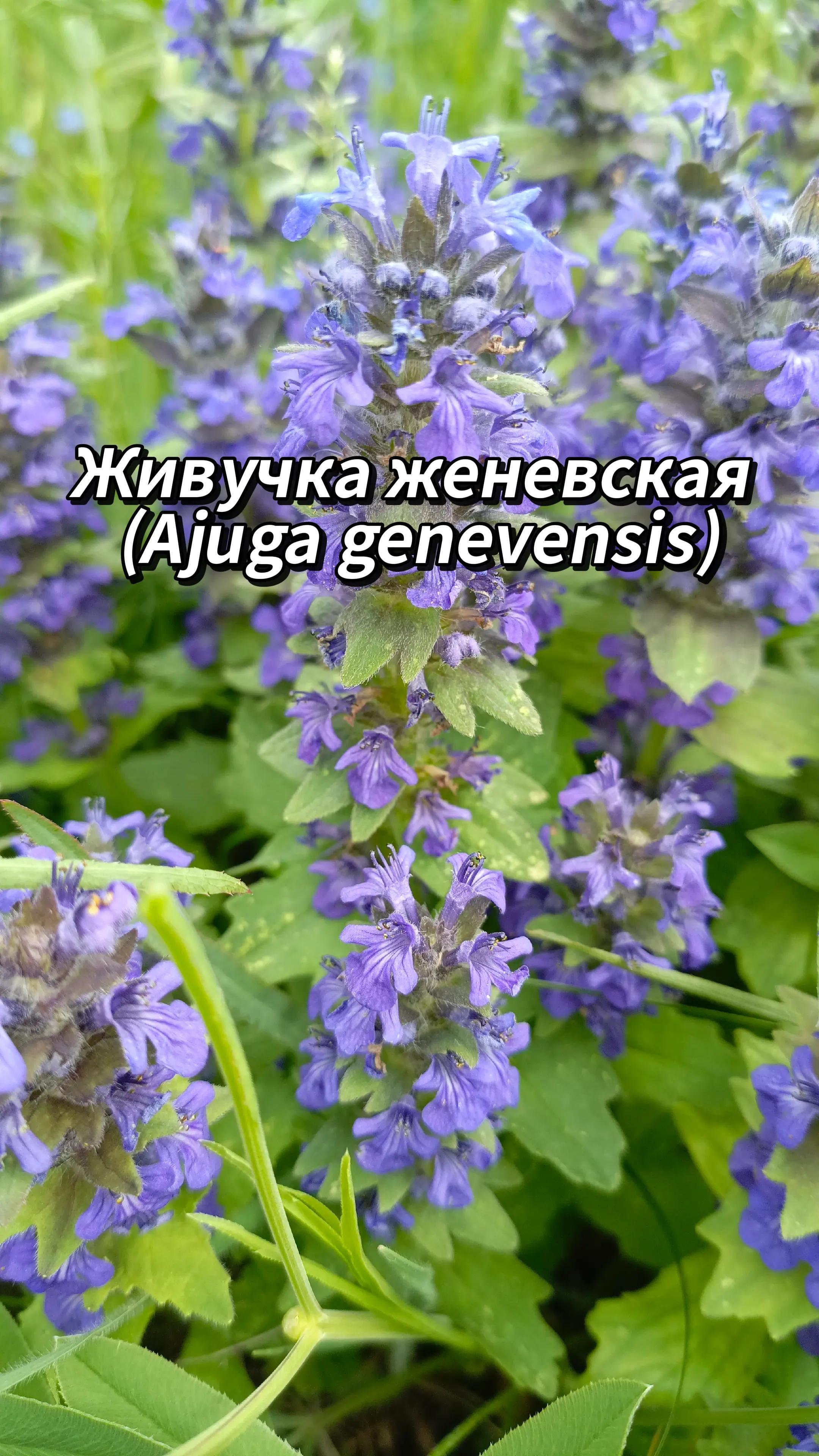 @🍃Зелёный шифр🍃
