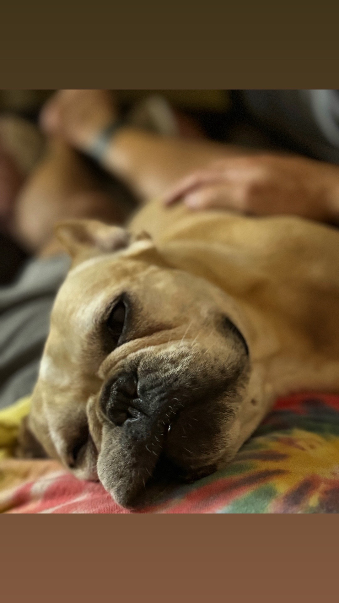 @๐ณ๏ธ๐ ratchet, Dog Dad๐ณ๏ธ๐
