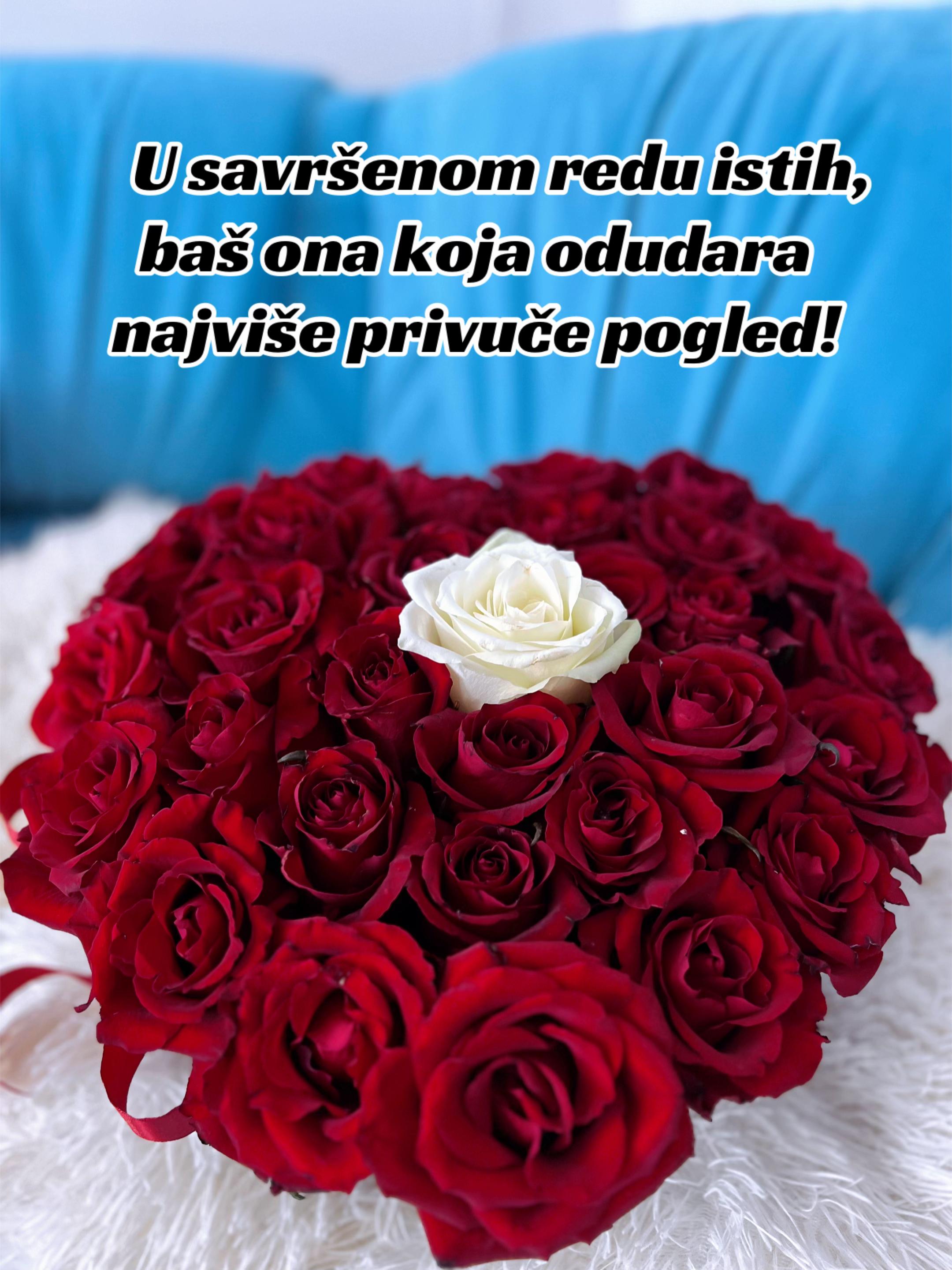 @Ivana Dimitrijevic