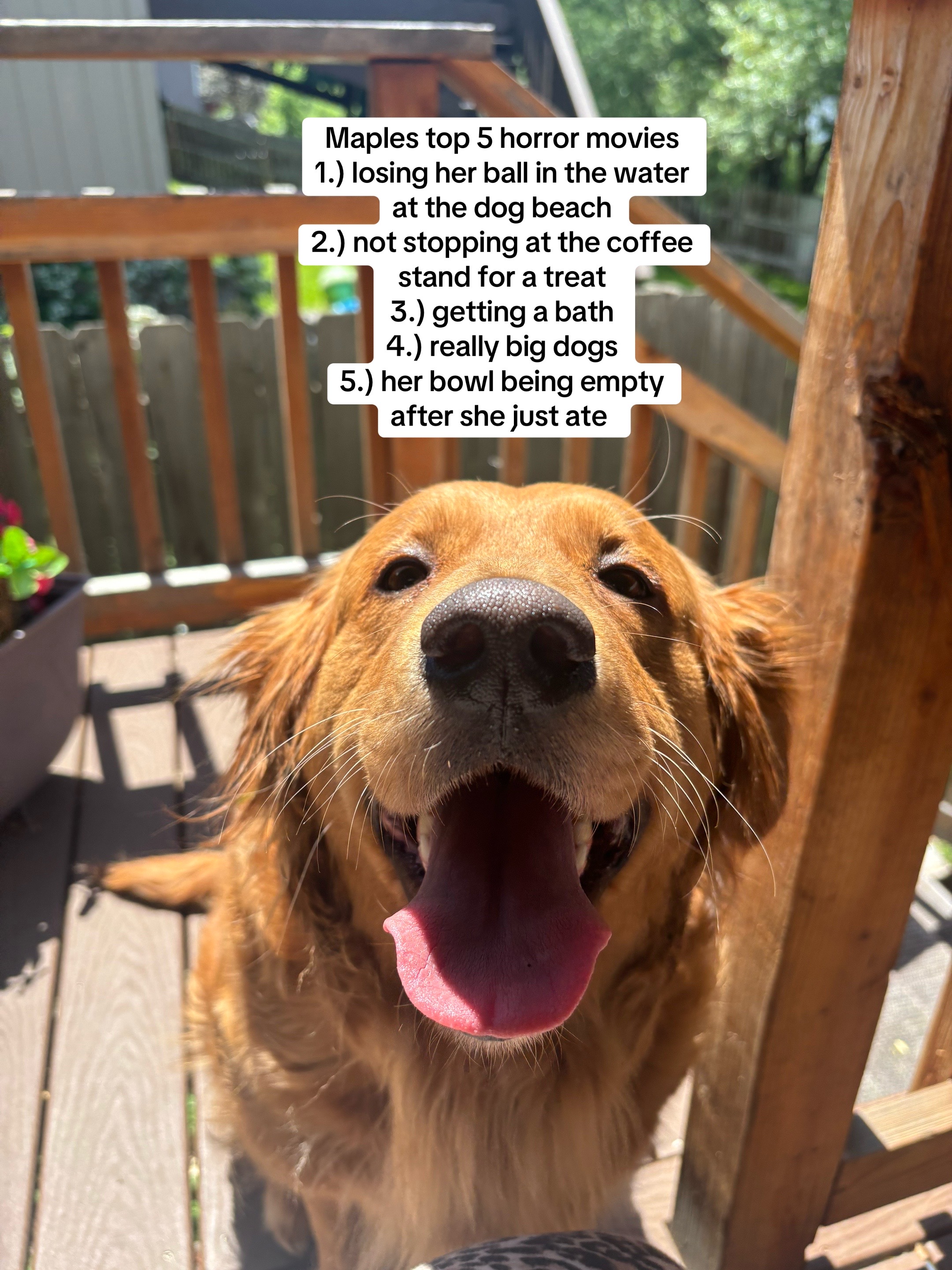 @LennyAndMaple
