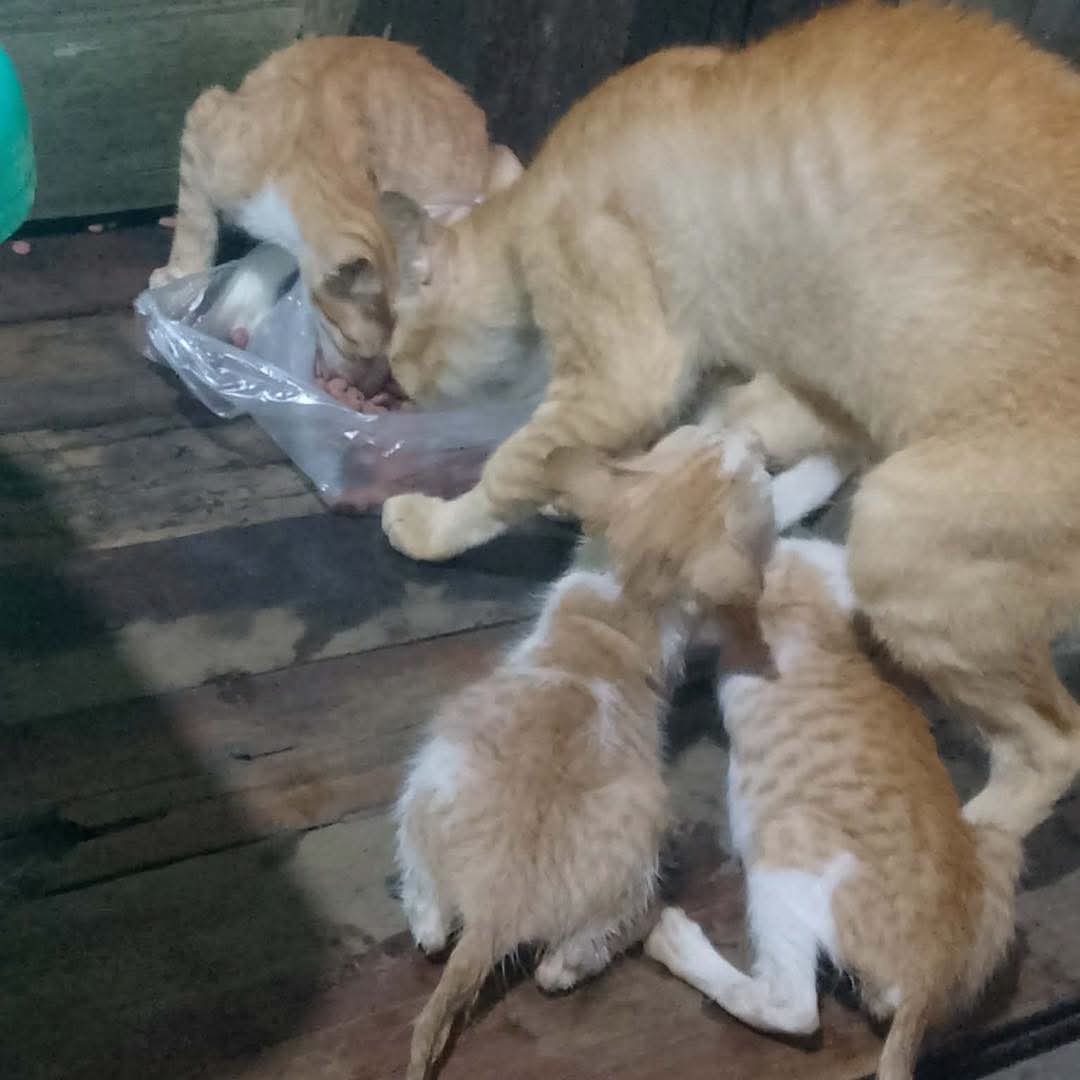@MyanmarStreetAnimalProtection