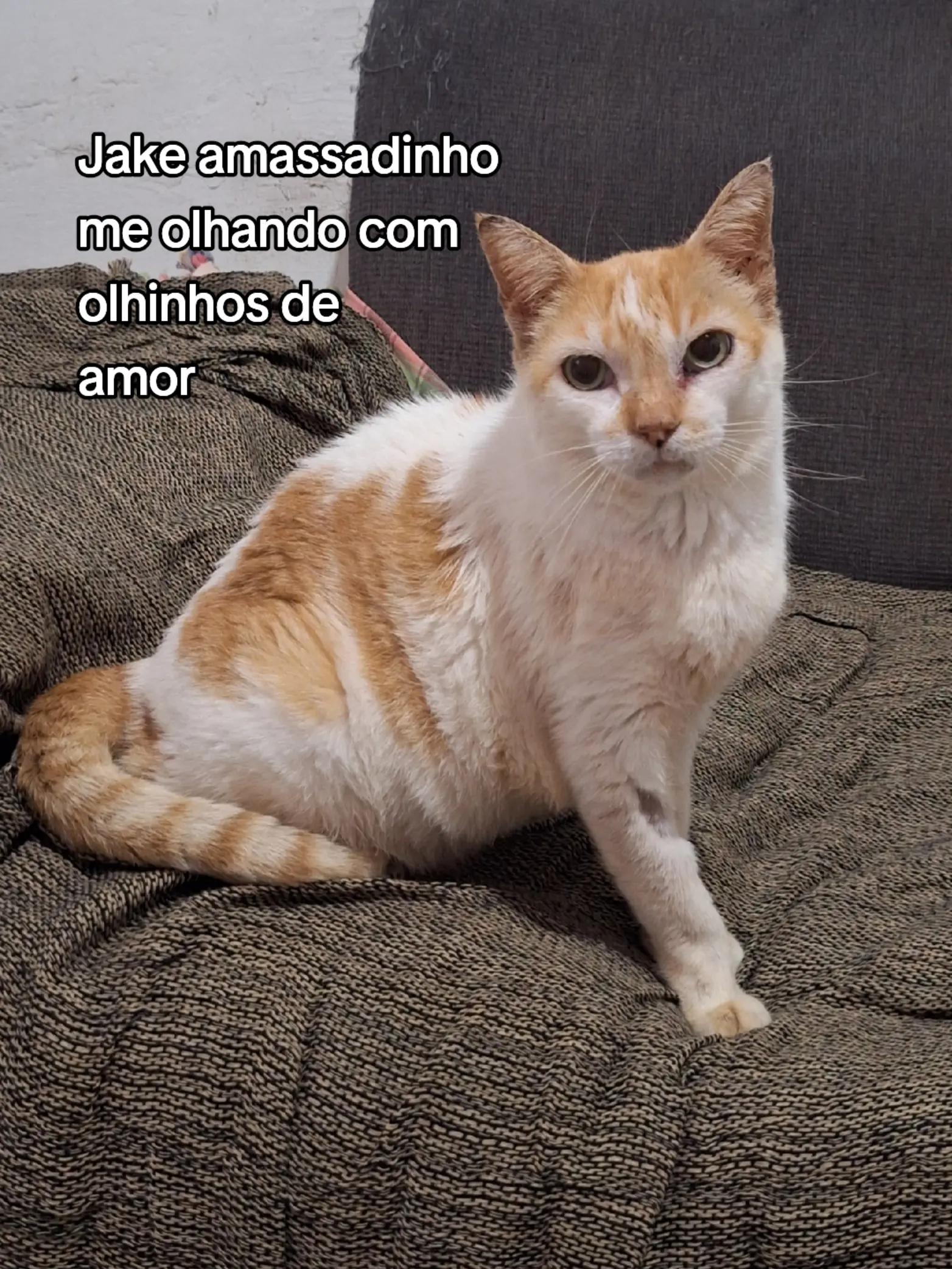 @casa dos gatos