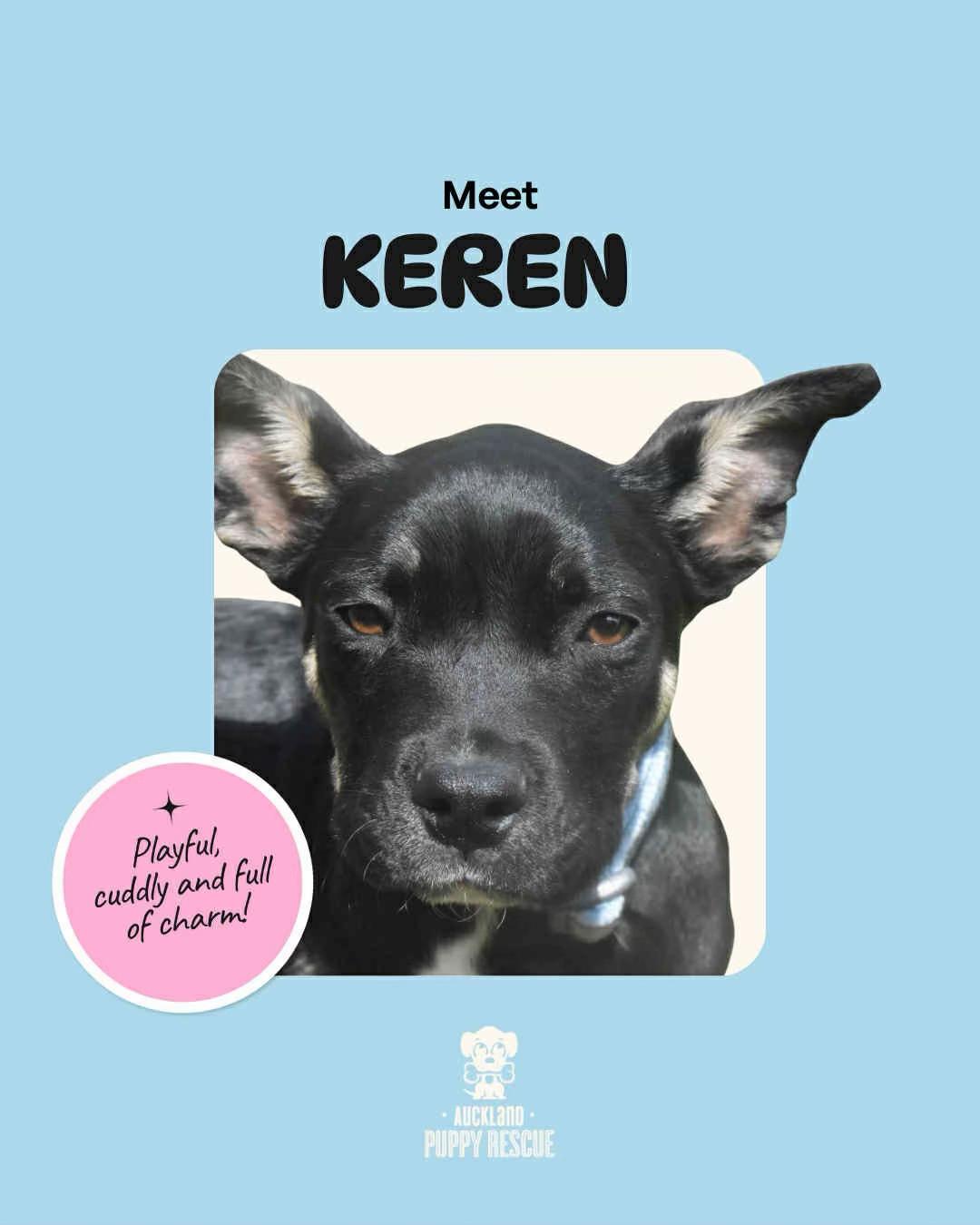 @Auckland Puppy Rescue