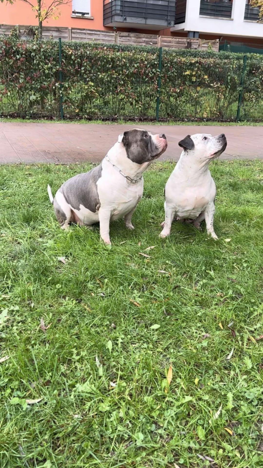 @mosthigh.bullycamp
