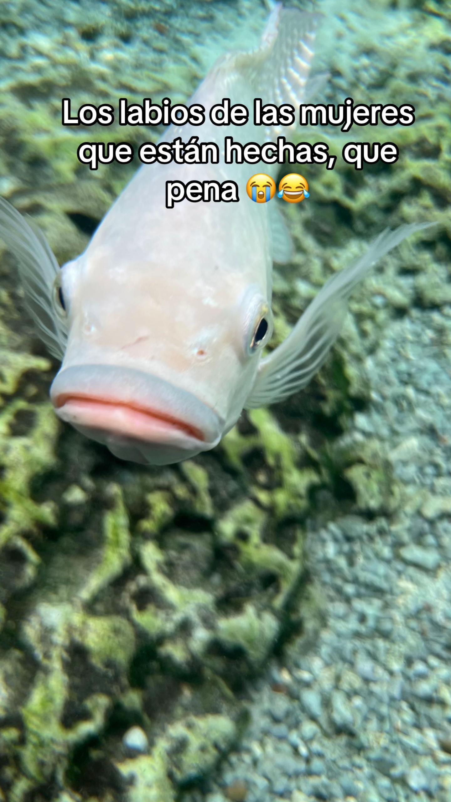 @🧜🏽♂️🪸Acuaman🧜🏽♂️🪸