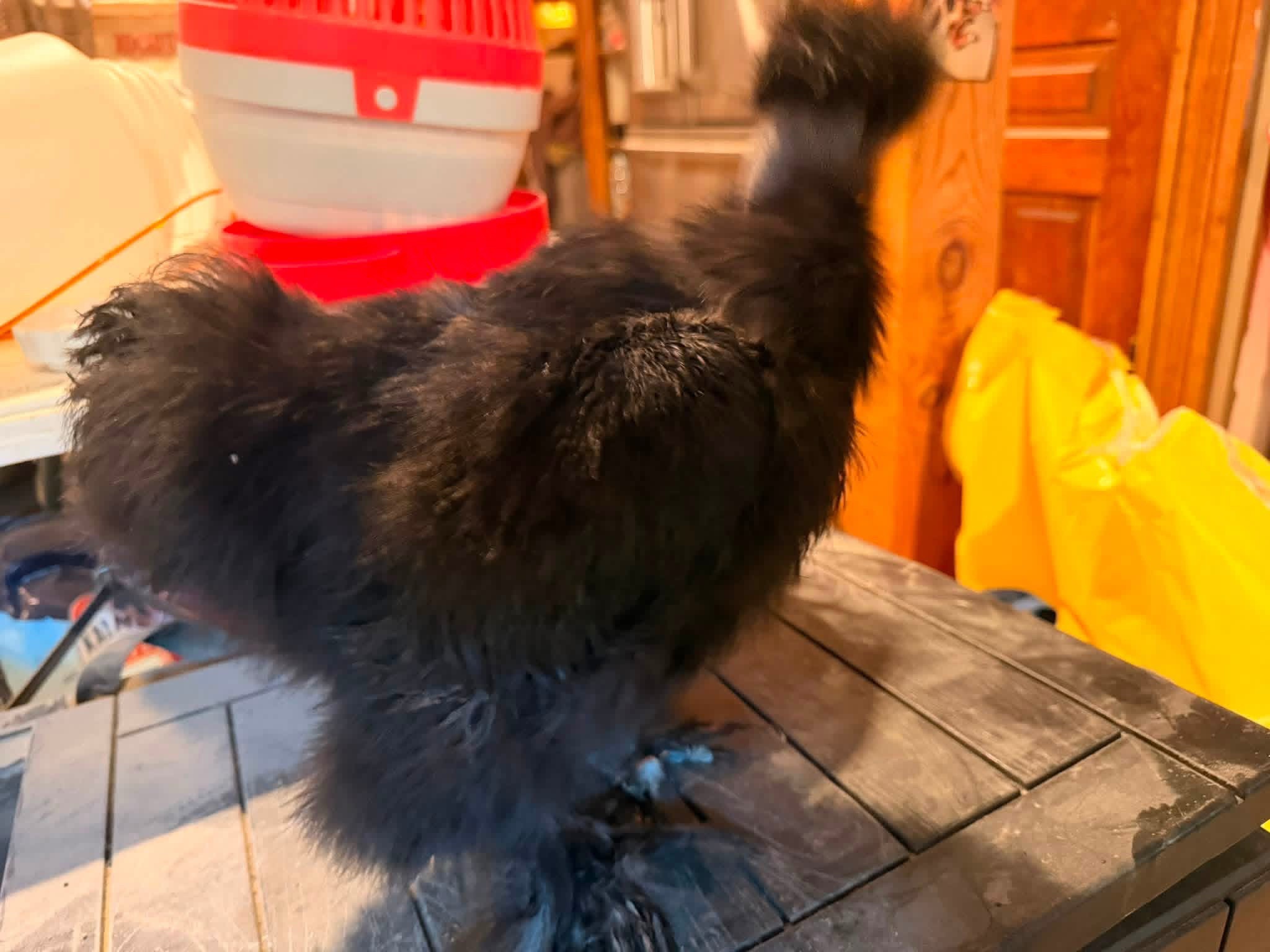@Matthew’s Feathered Farm