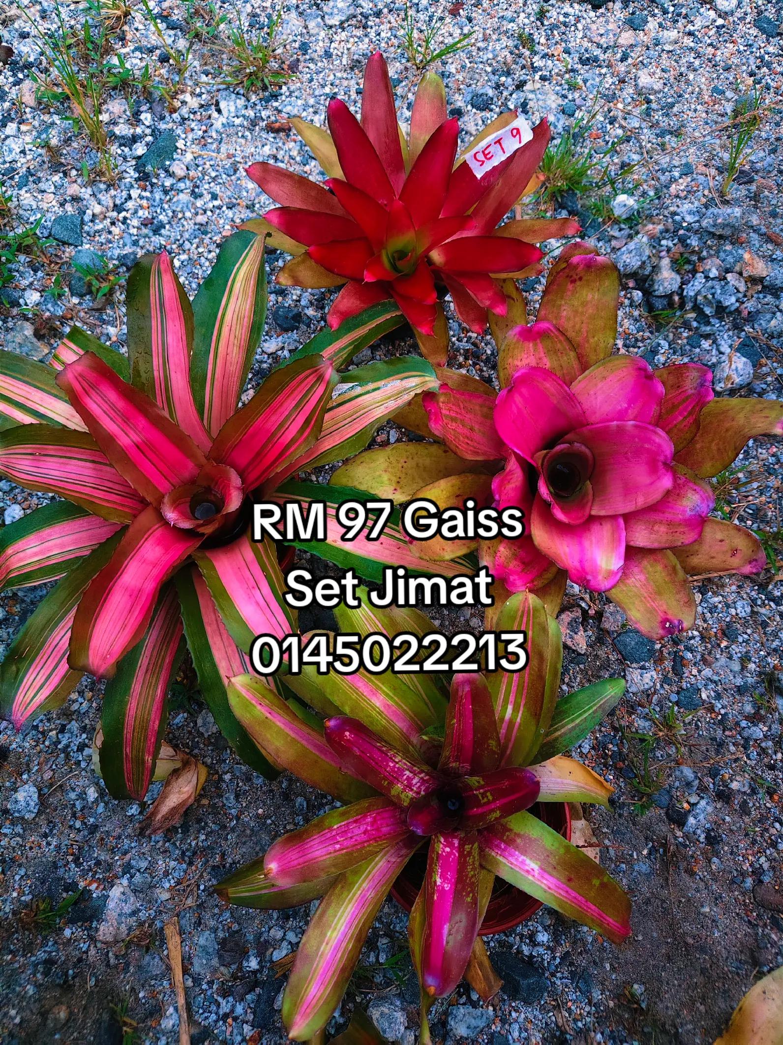 @MEKNA Garden