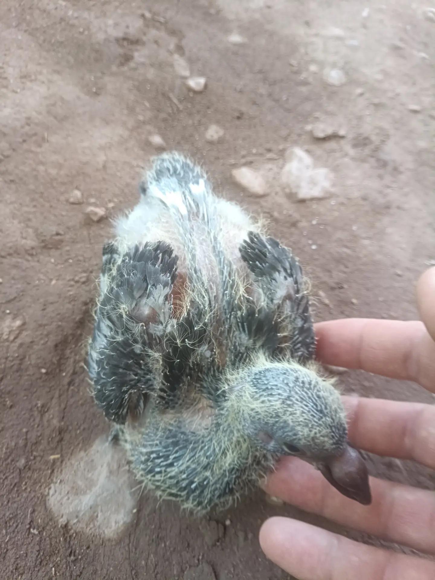 @YARIŞ POSTASI
