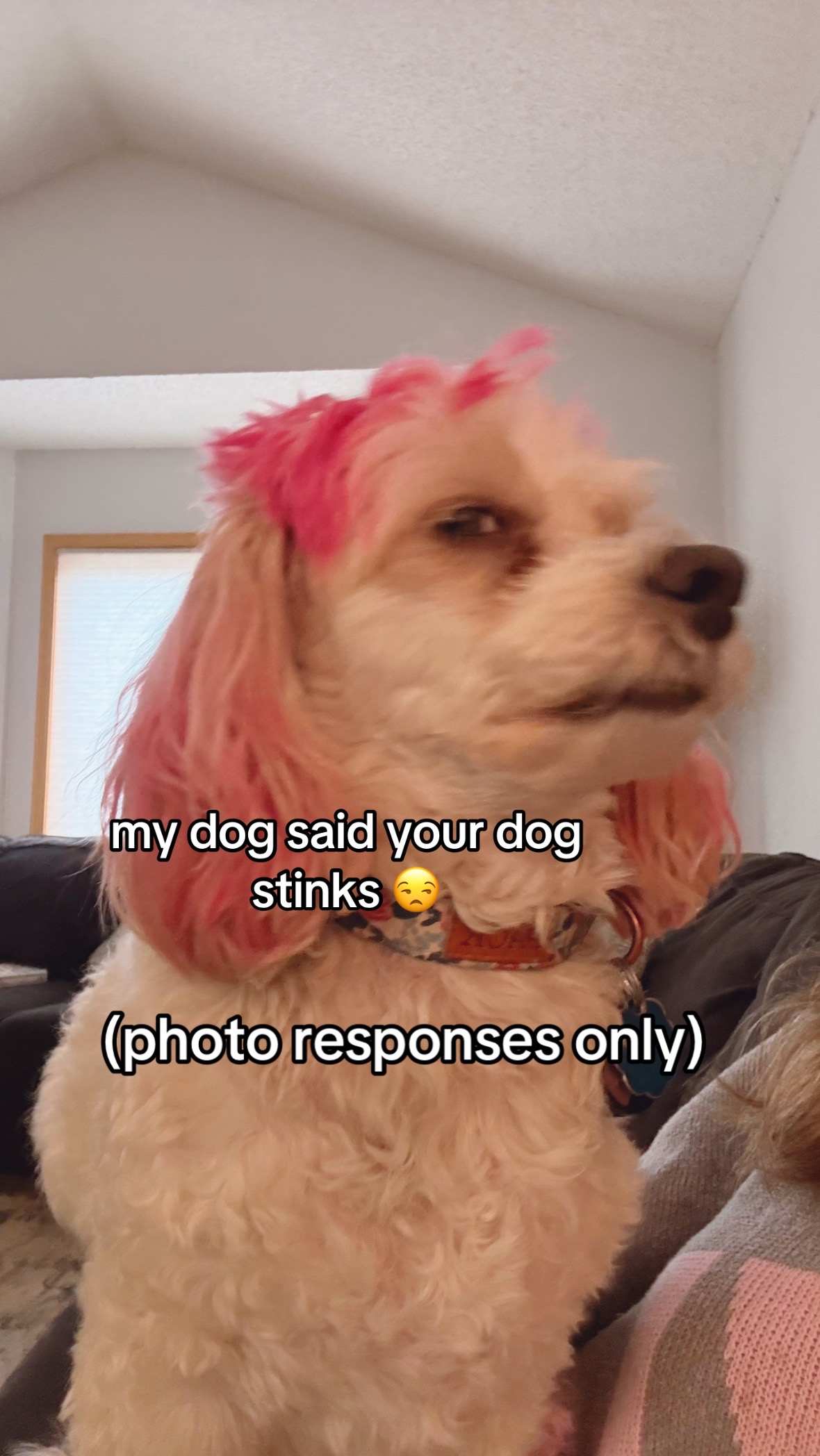 @Silly.dog.cooper