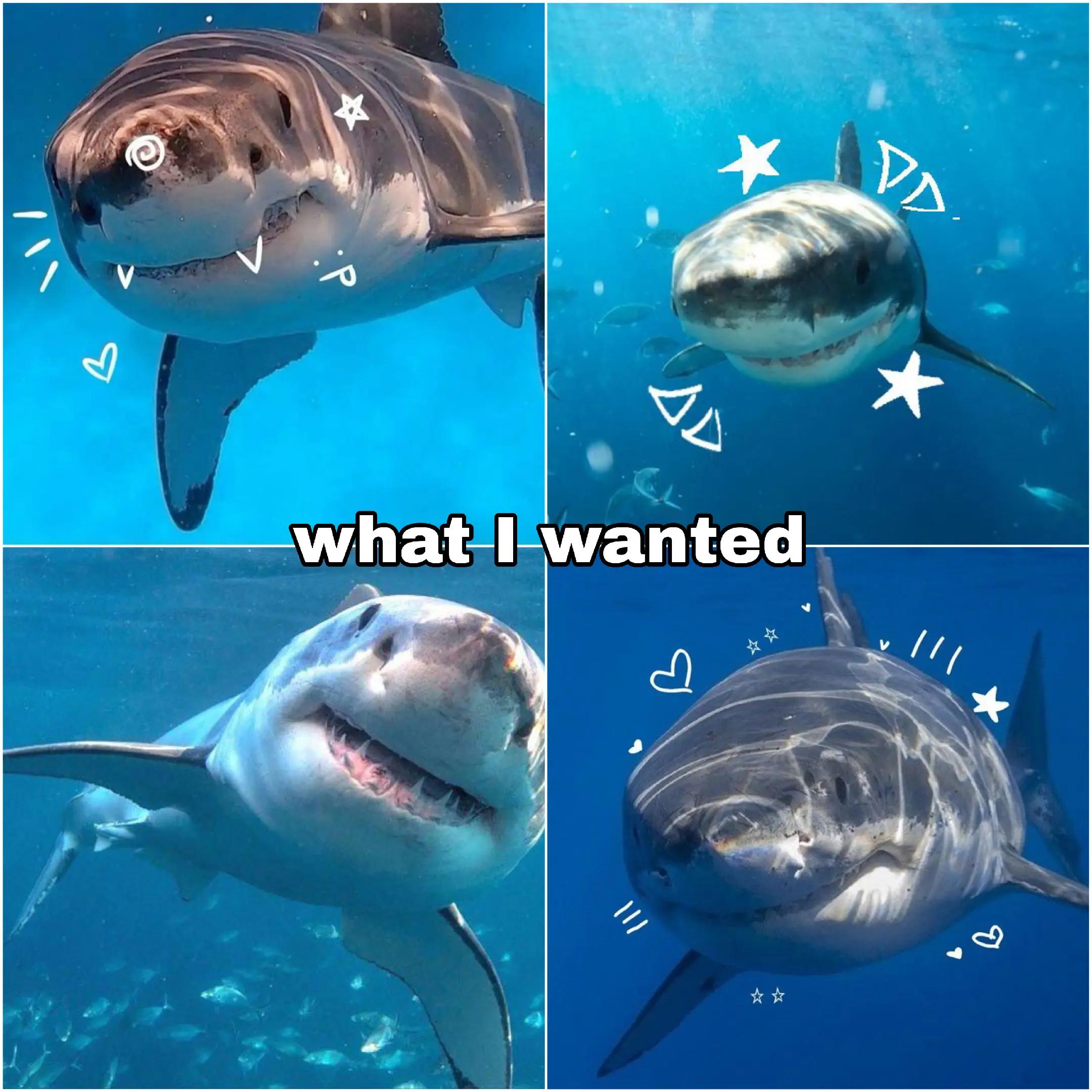 @𝑩𝒍𝒂𝒄𝒌 𝑳𝒂𝒎𝒃 𐔌՞. .՞𐦯