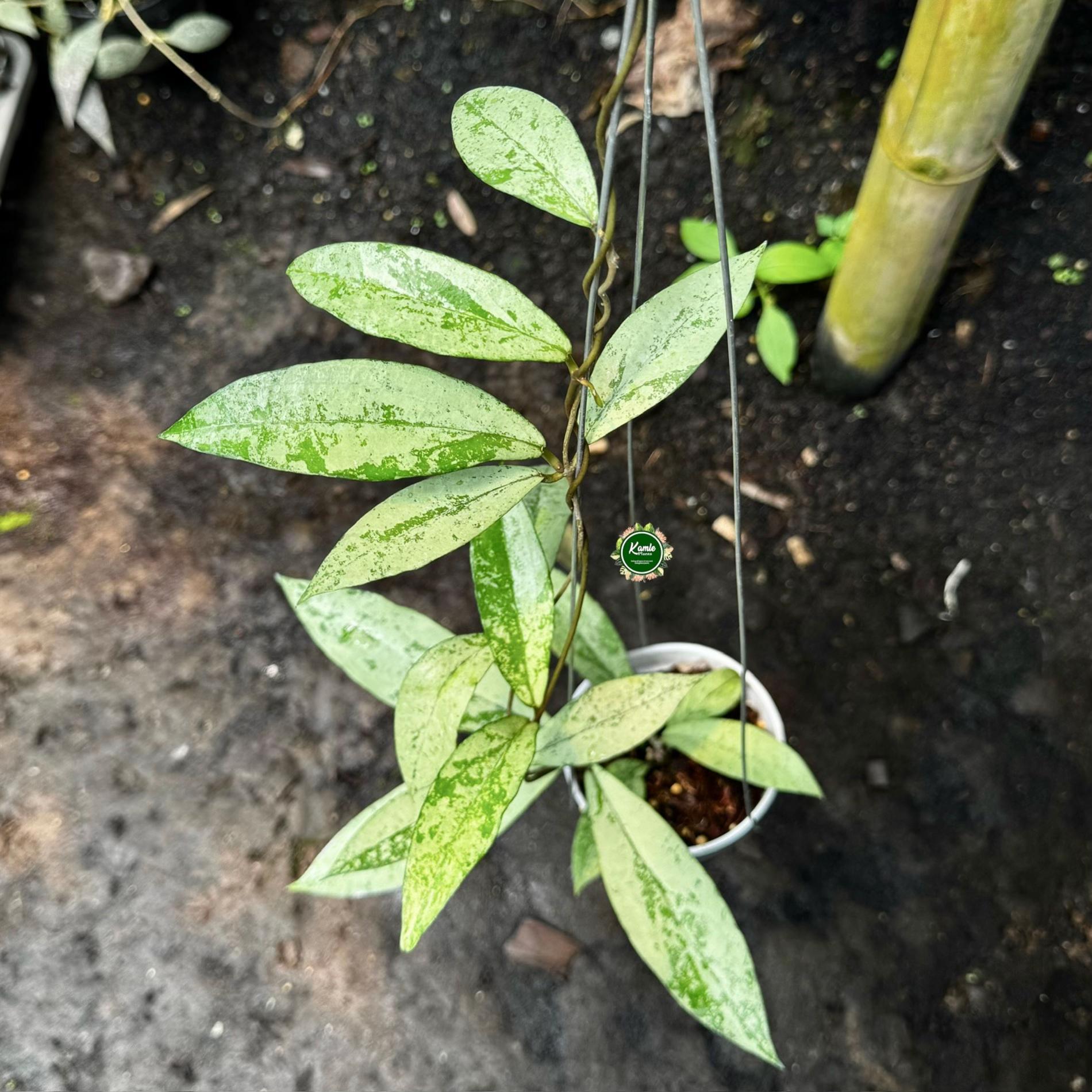 @Kamle Plants