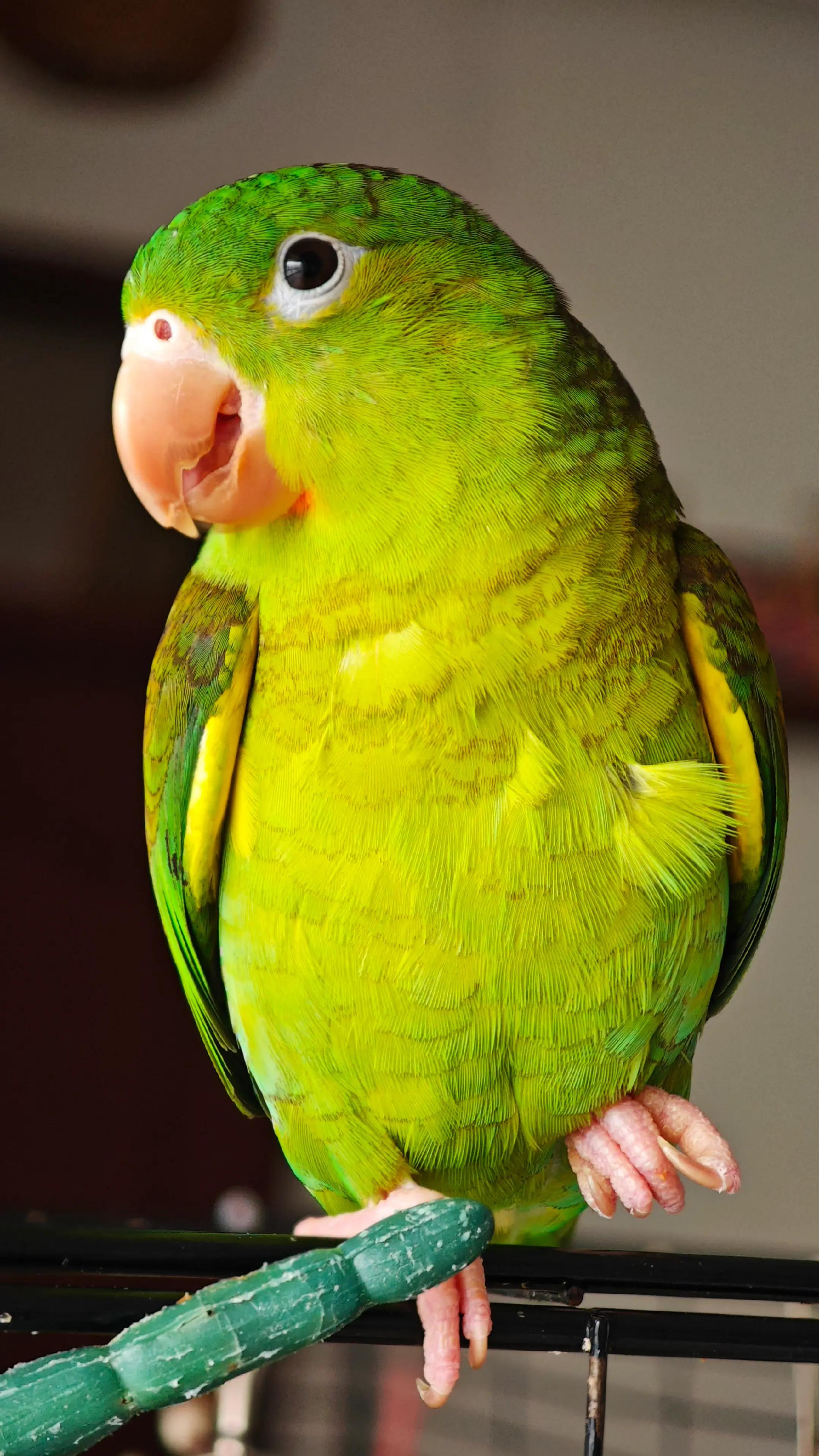 @Pohli