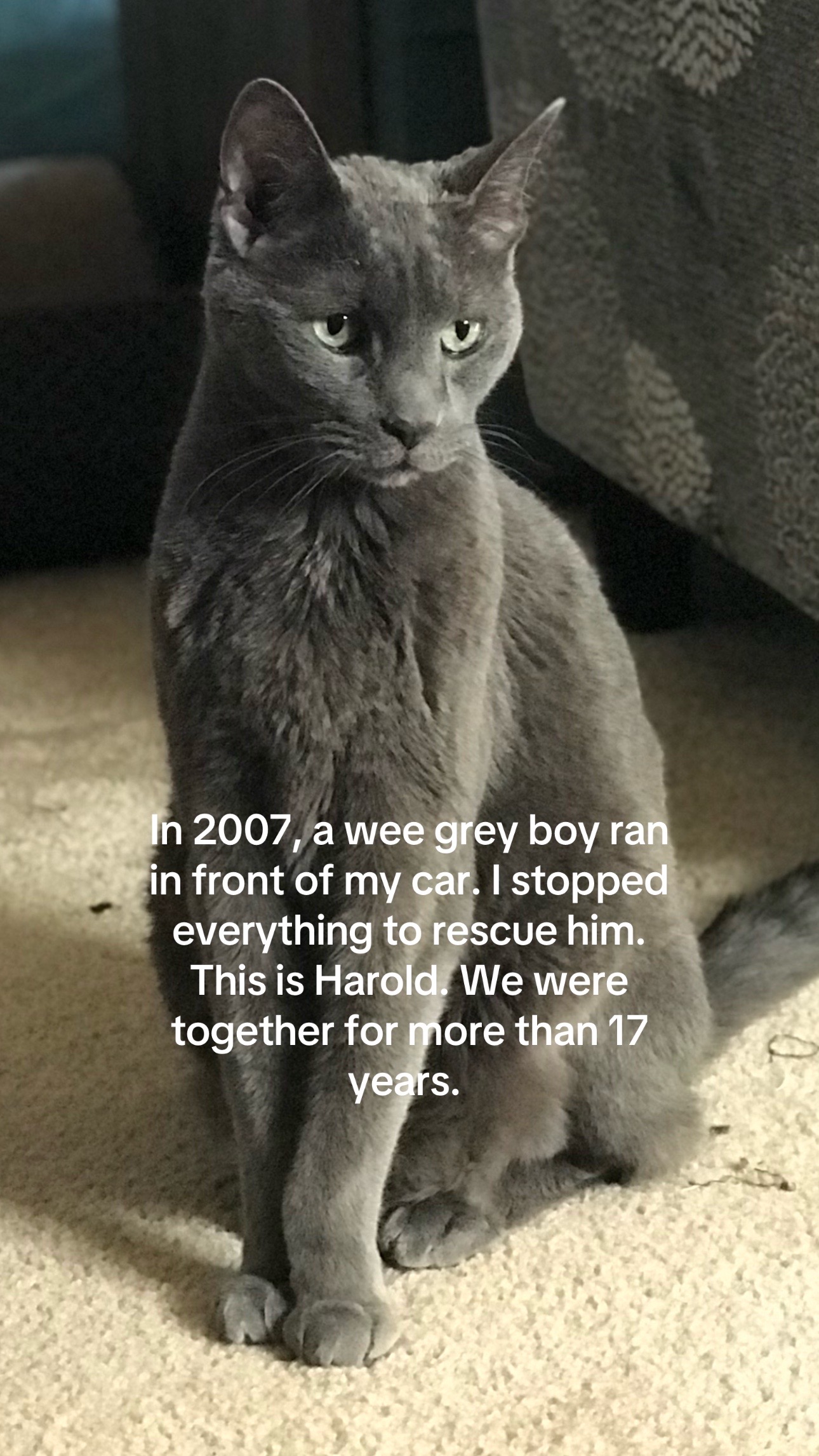 @my2blindcats