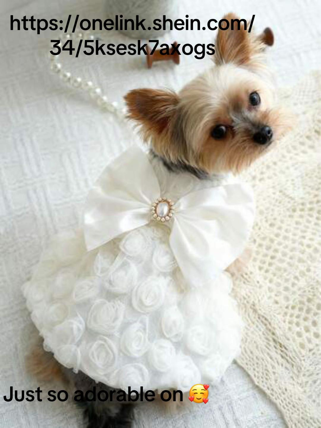 @Tinka the Yorkie