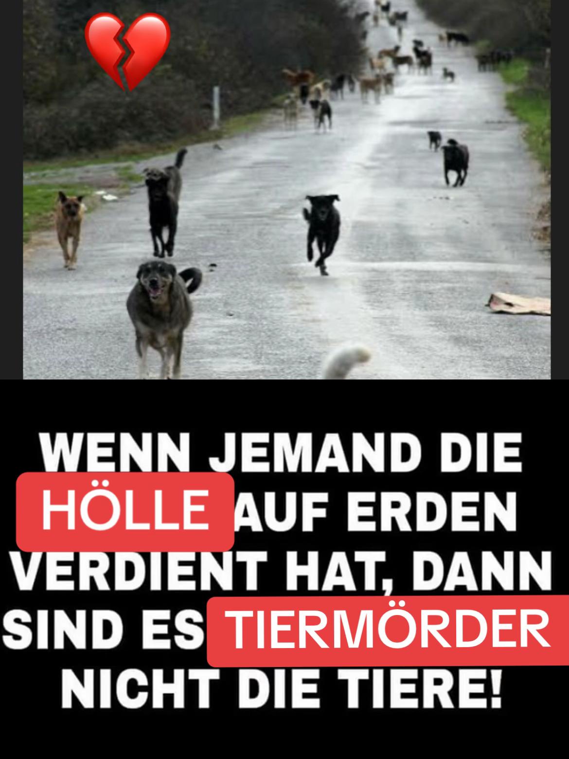 @Lua Team🐈🐕&zwj;🦺L&ouml;wenherz❤️🦁