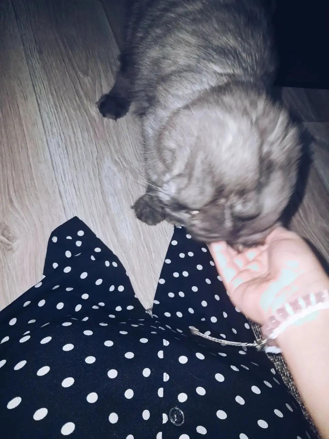 @en.nnᥫ᭡