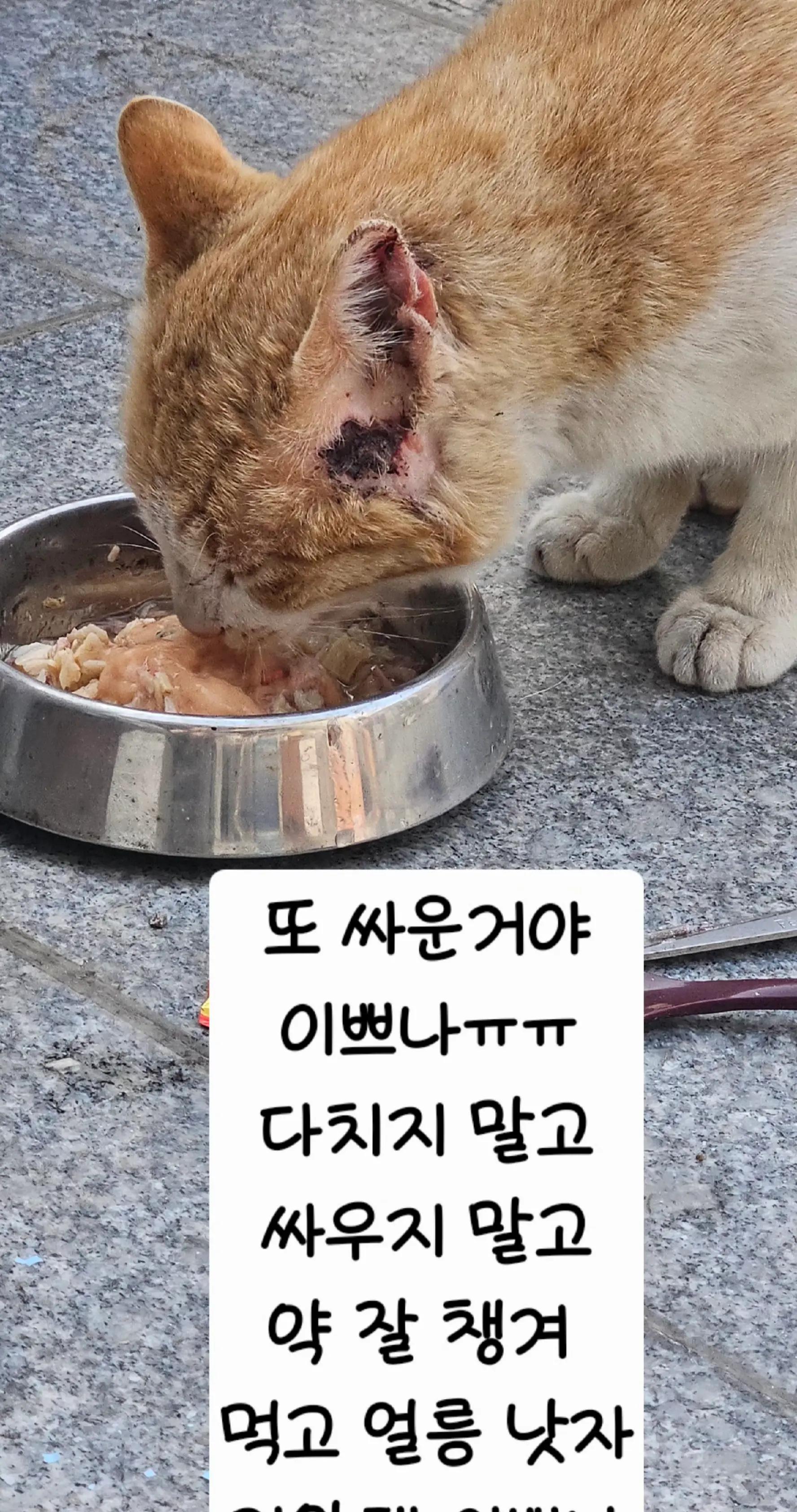@🩵냥냥이하우스 13냥3멍💜