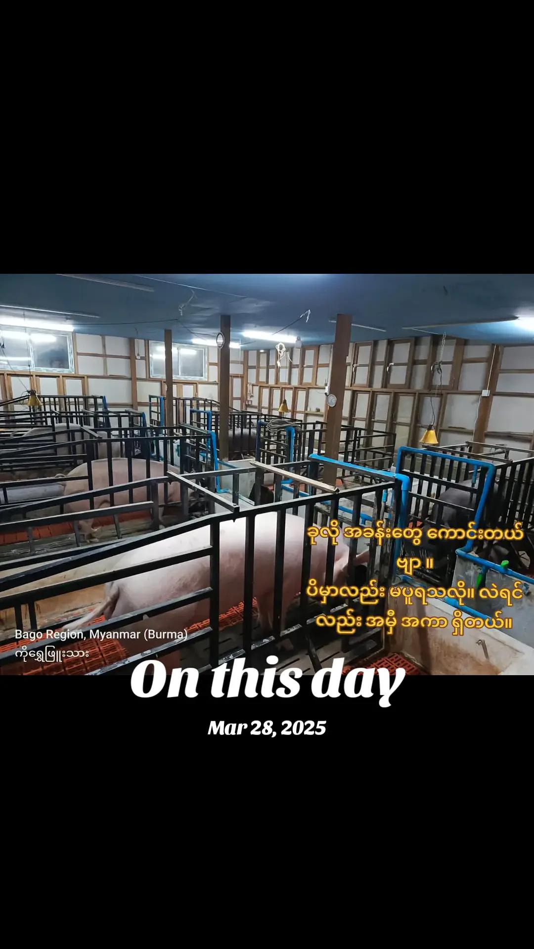 @"ရွှေဖြူးသား"၀က်မွေးမြူရေးခြံ