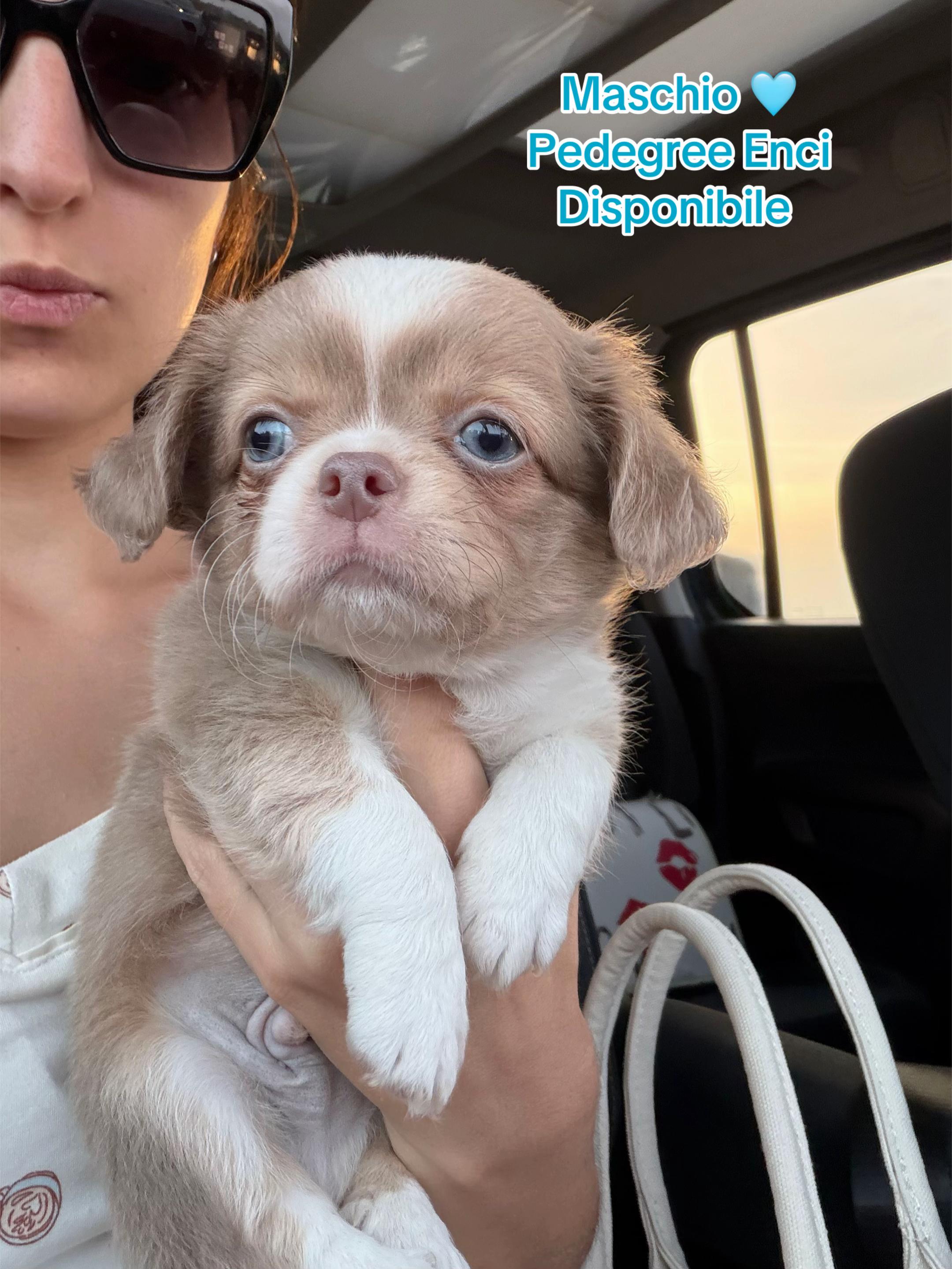 @Chihuahua Piccoli Tesori